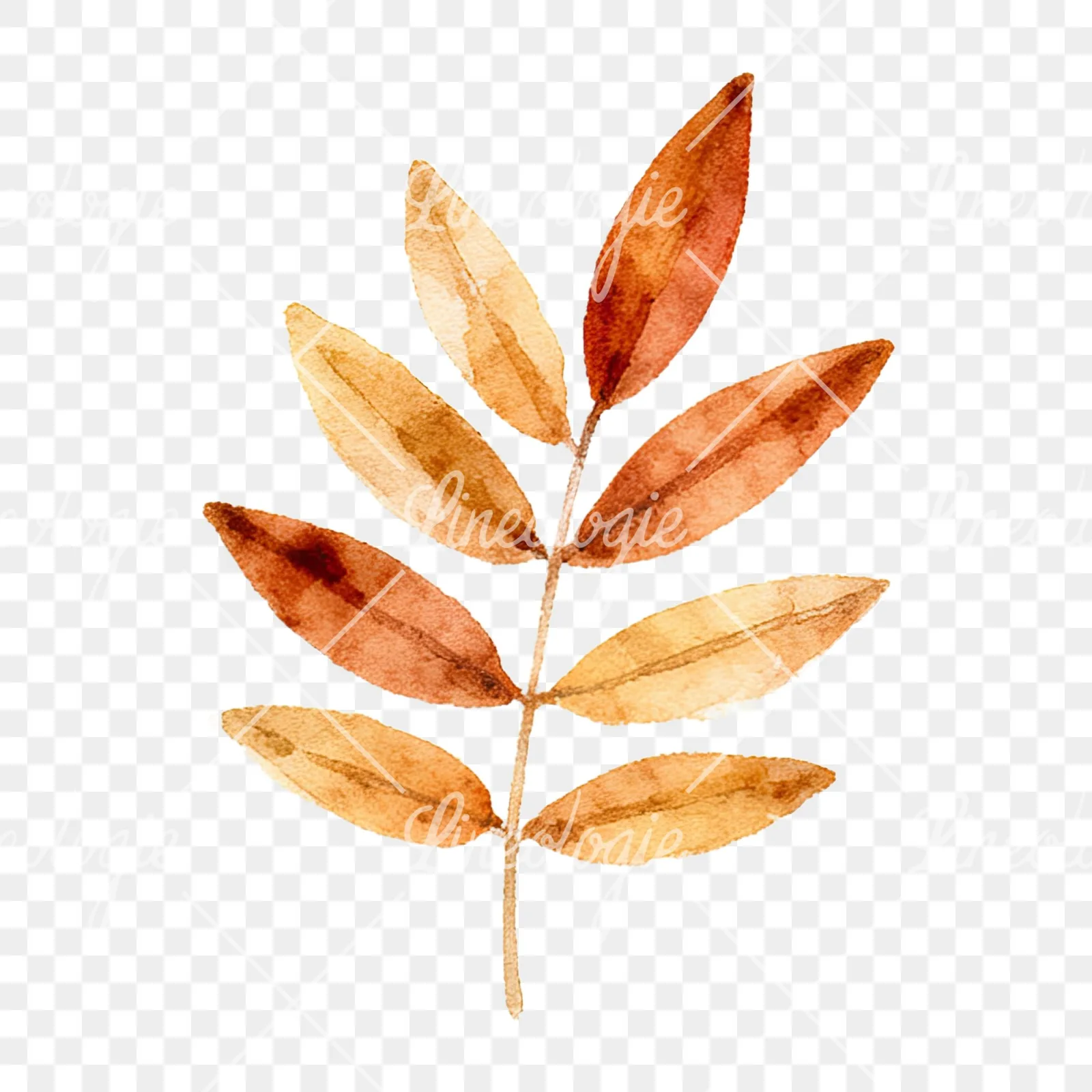 Watercolor autumn leaf with clusters clipart 4 of 16 on a transparent background (PNG)