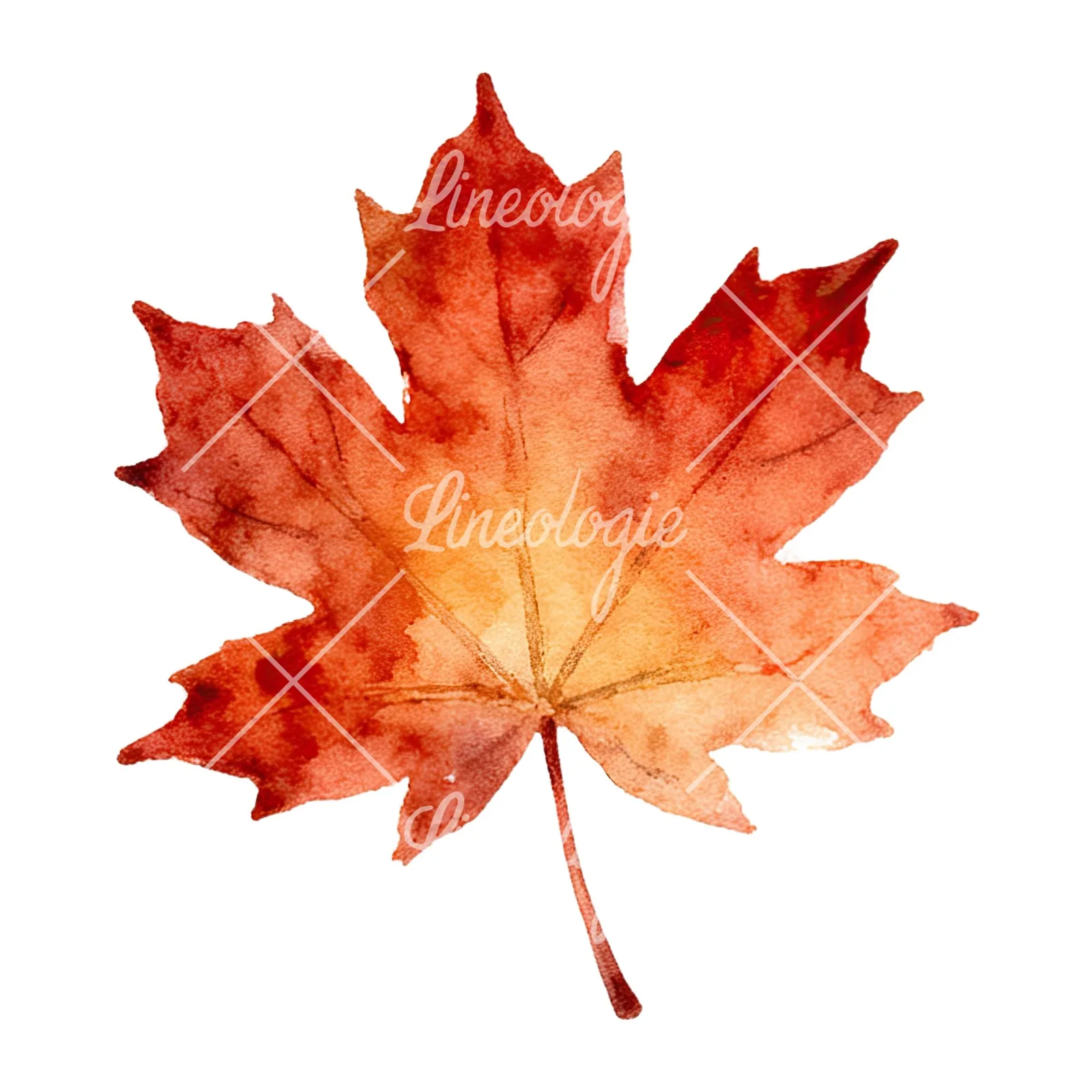 Watercolor autumn leaf with clusters clipart 5 of 16 on a white background (JPG)