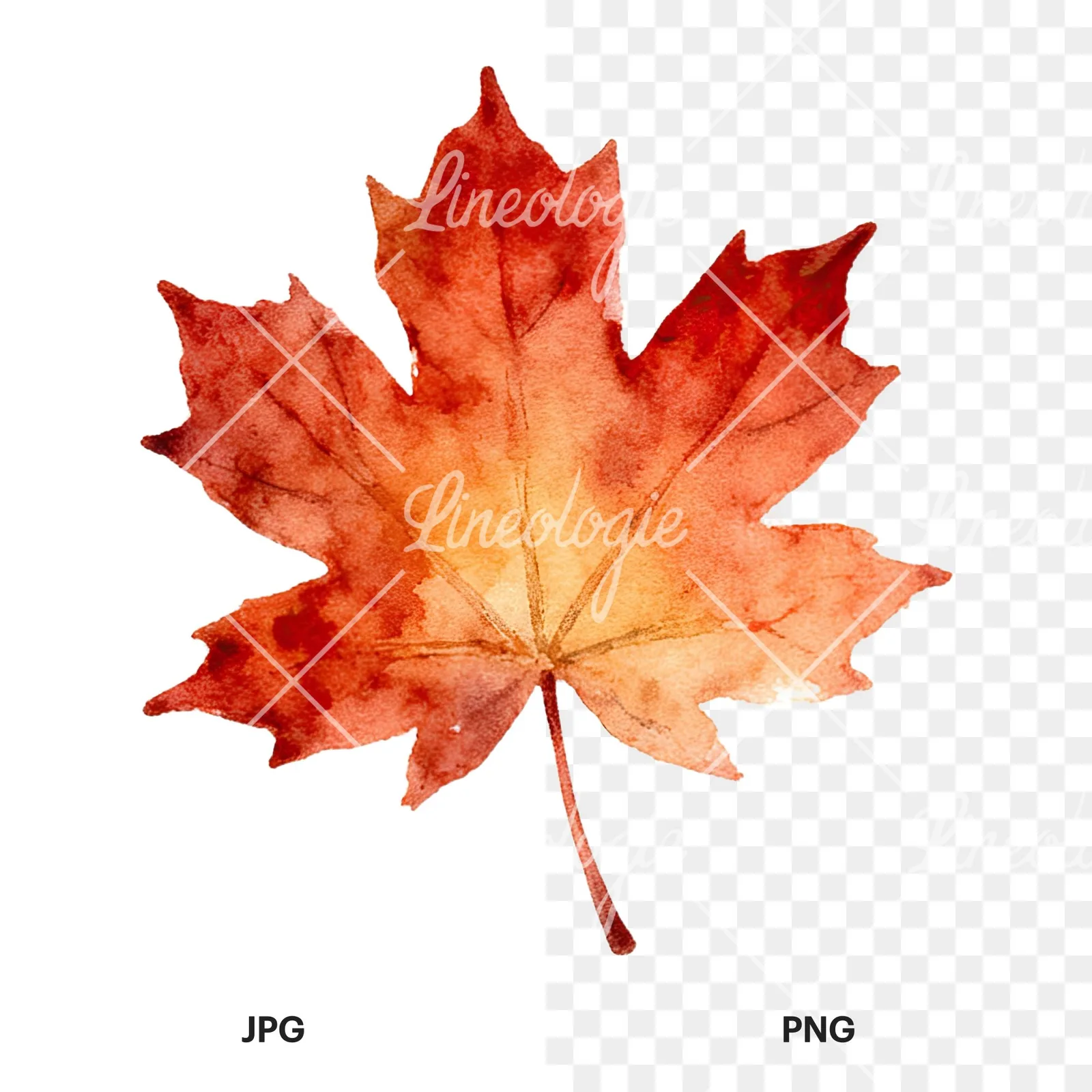 Watercolor autumn leaf with clusters clipart 5 of 16, as a JPG on white and a transparent PNG