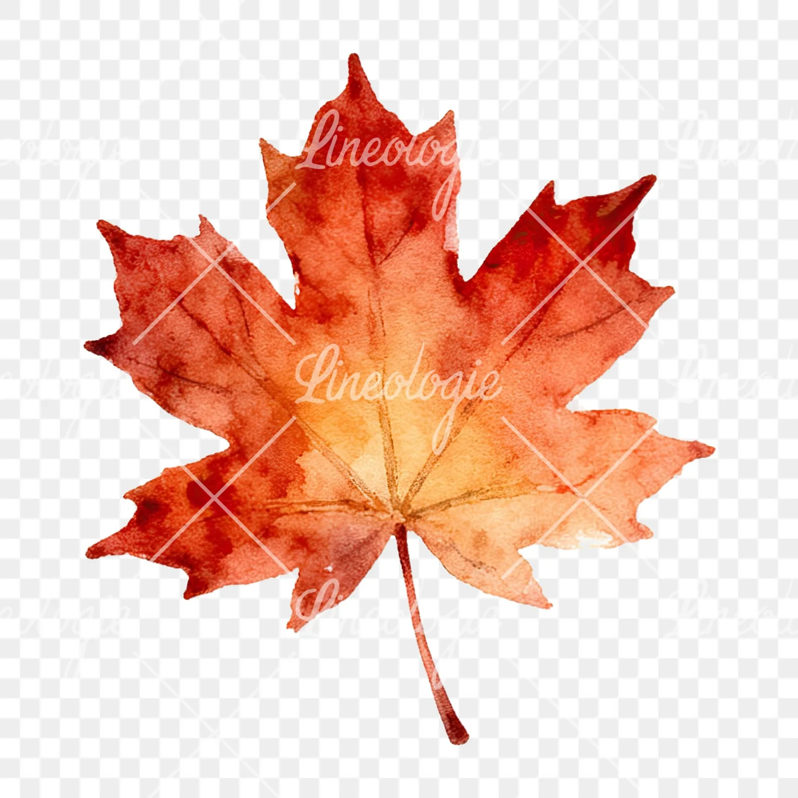 Watercolor autumn leaf with clusters clipart 5 of 16 on a transparent background (PNG)