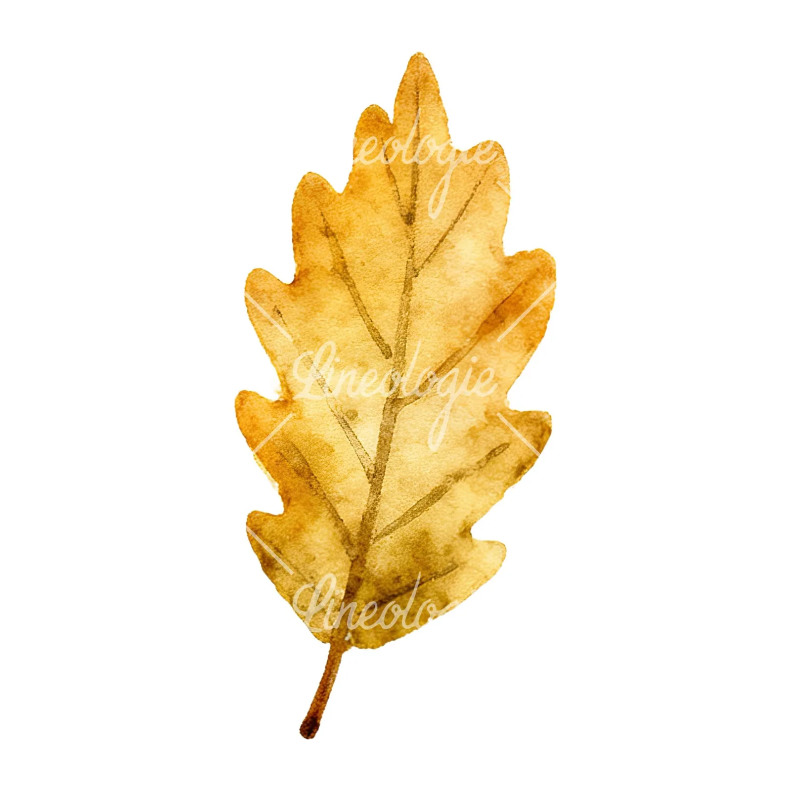 Watercolor autumn leaf with clusters clipart 6 of 16 on a white background (JPG)