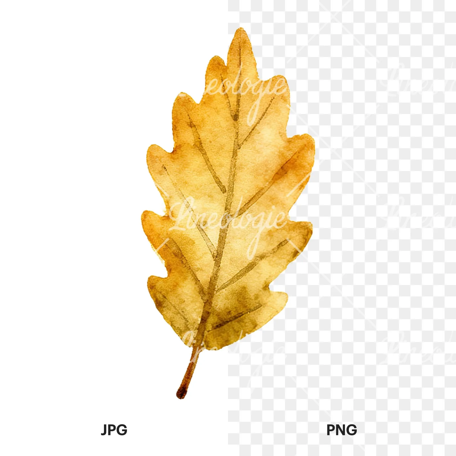 Watercolor autumn leaf with clusters clipart 6 of 16, as a JPG on white and a transparent PNG