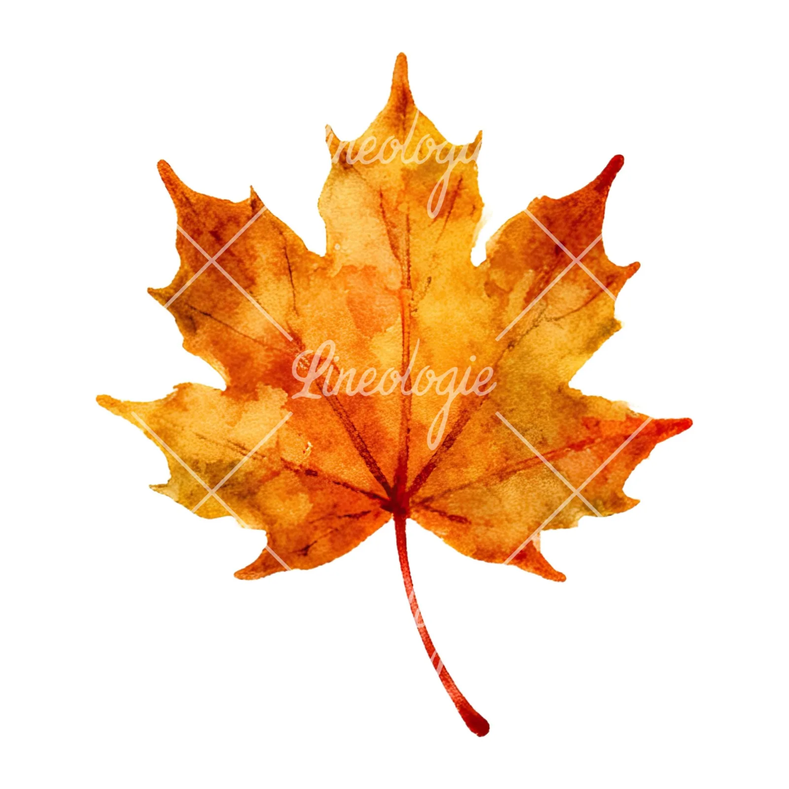 Watercolor autumn leaf with clusters clipart 7 of 16 on a white background (JPG)