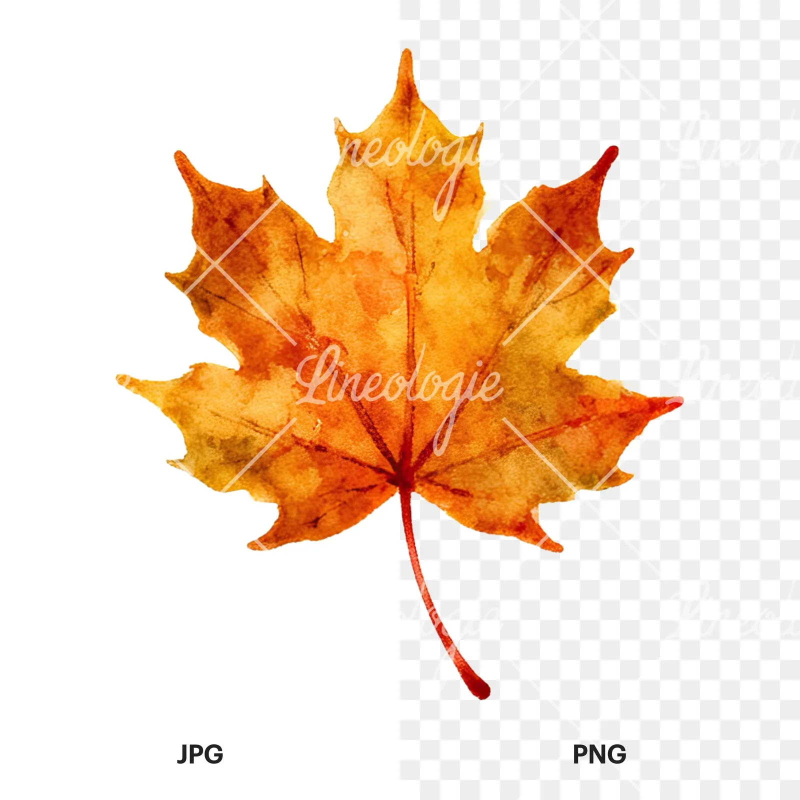 Watercolor autumn leaf with clusters clipart 7 of 16, as a JPG on white and a transparent PNG