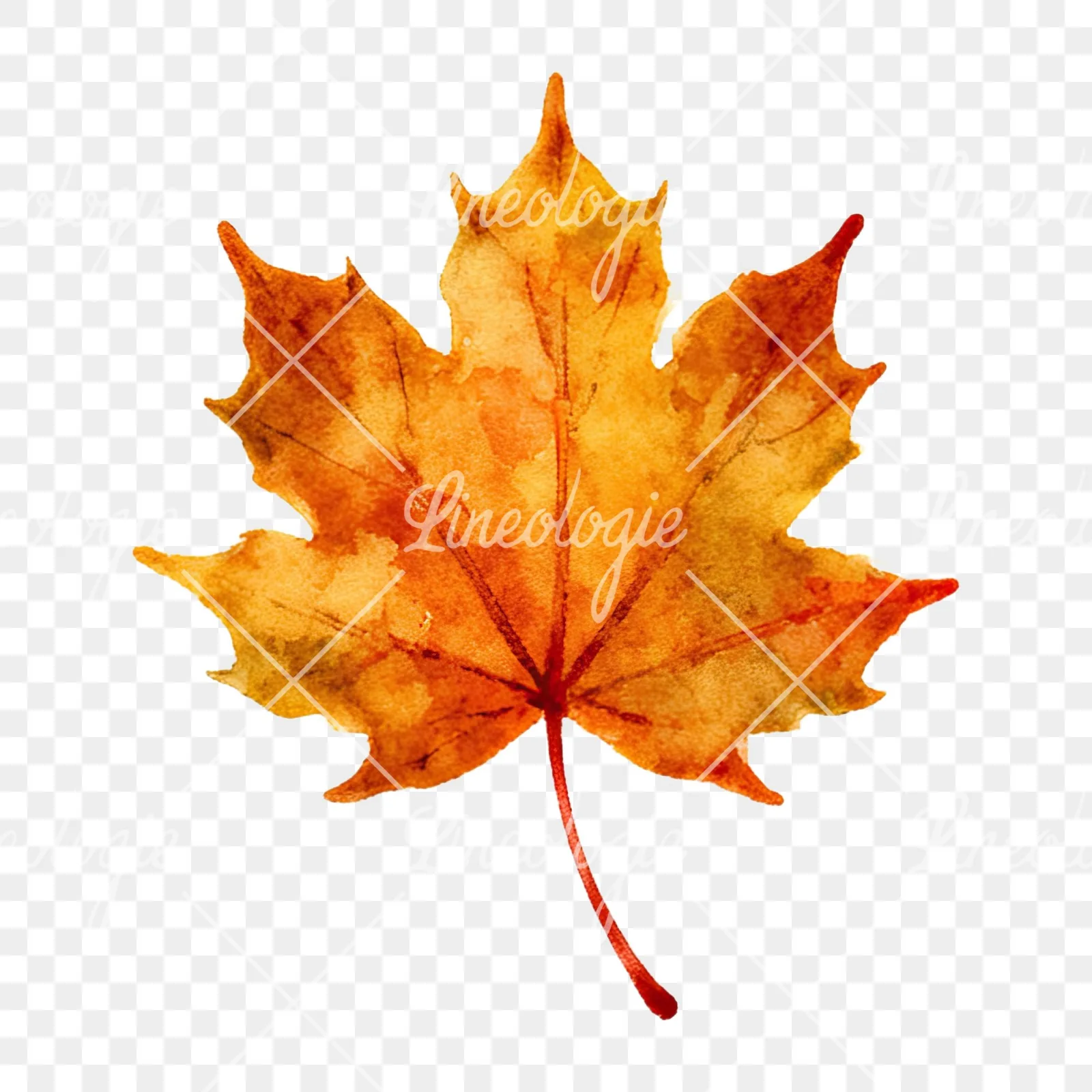 Watercolor autumn leaf with clusters clipart 7 of 16 on a transparent background (PNG)