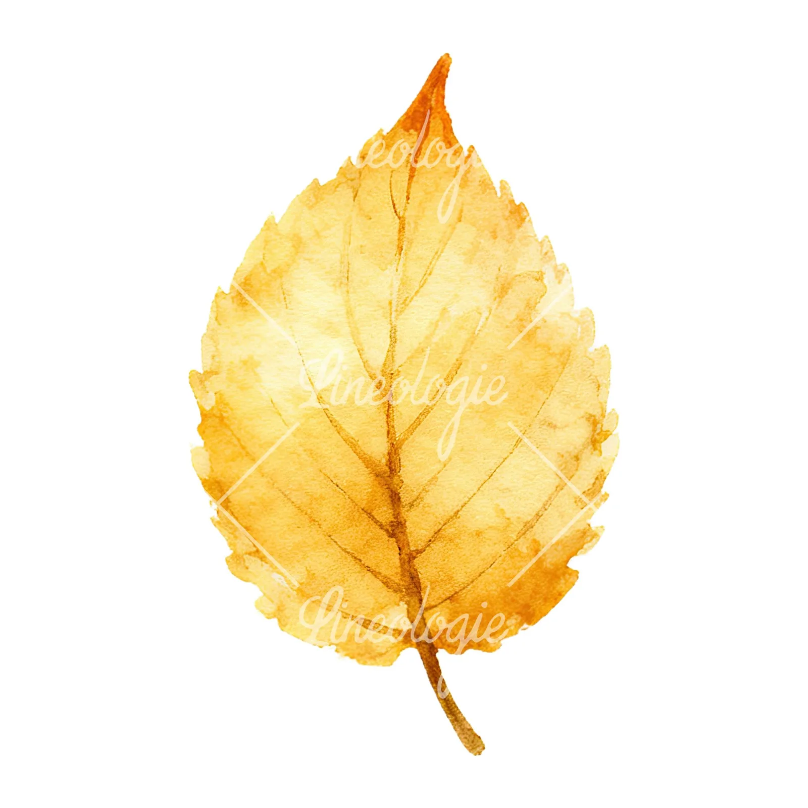 Watercolor autumn leaf with clusters clipart 8 of 16 on a white background (JPG)