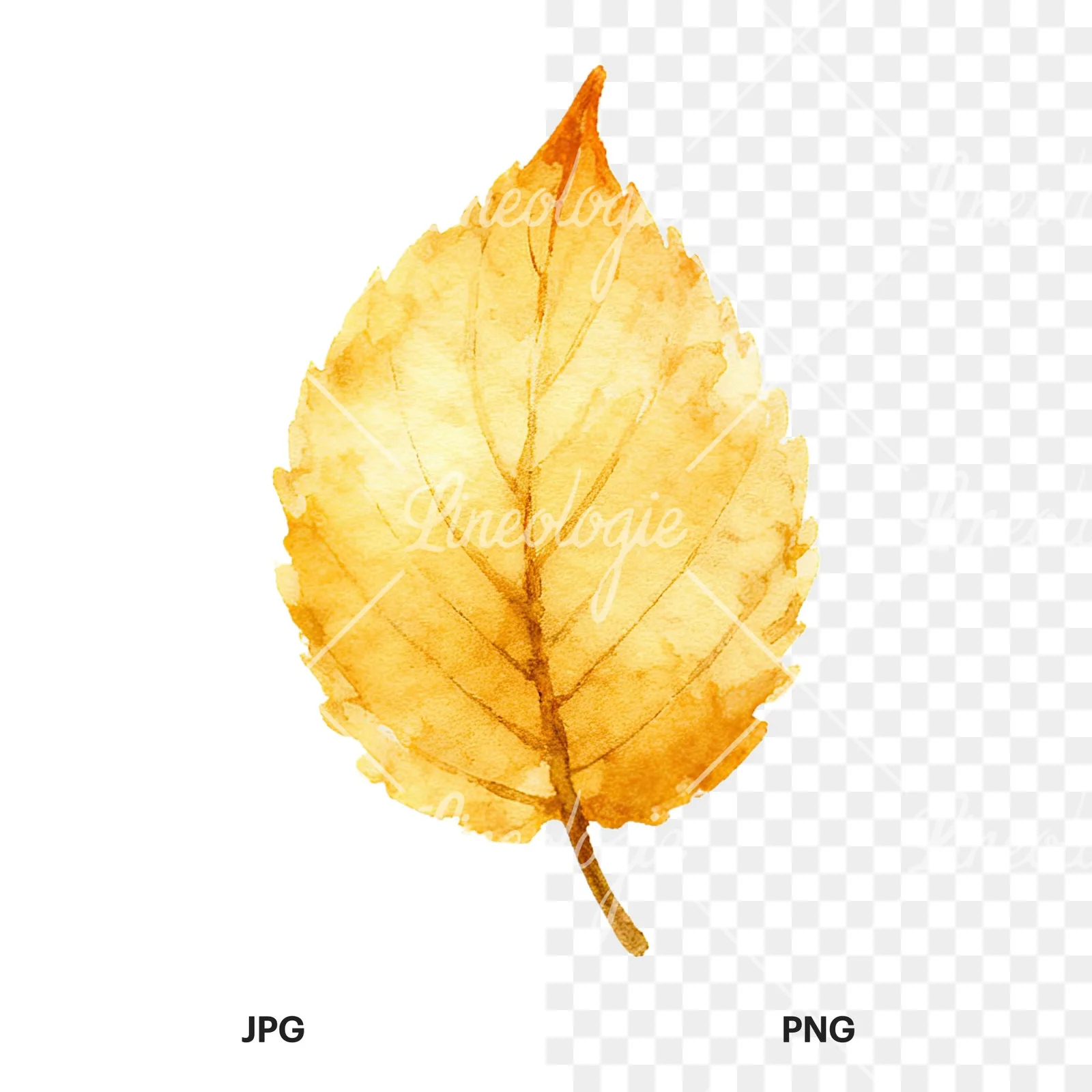 Watercolor autumn leaf with clusters clipart 8 of 16, as a JPG on white and a transparent PNG
