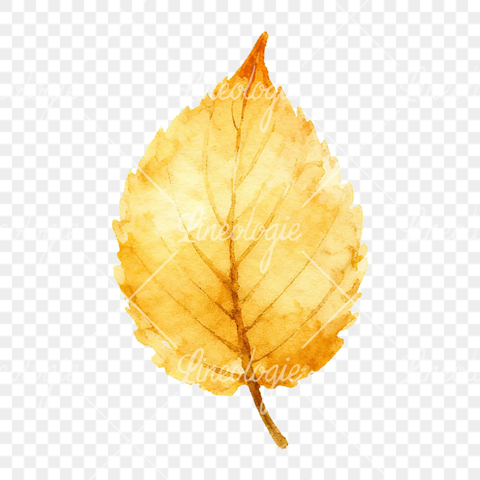 Watercolor autumn leaf with clusters clipart 8 of 16 on a transparent background (PNG)