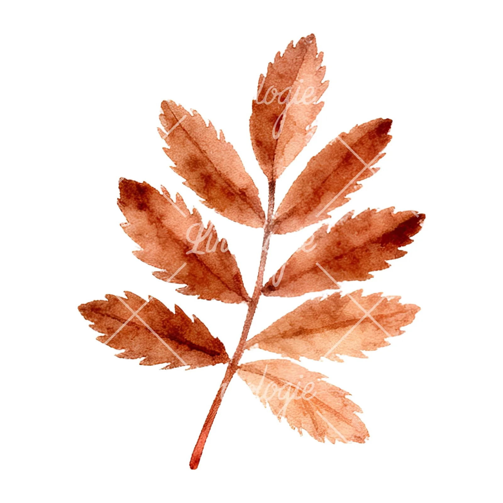 Watercolor autumn leaf with clusters clipart 10 of 16 on a white background (JPG)