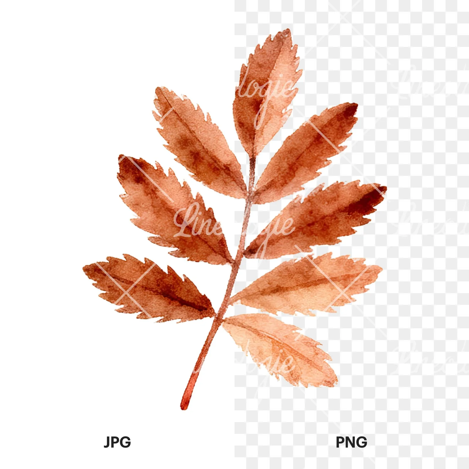 Watercolor autumn leaf with clusters clipart 10 of 16, as a JPG on white and a transparent PNG