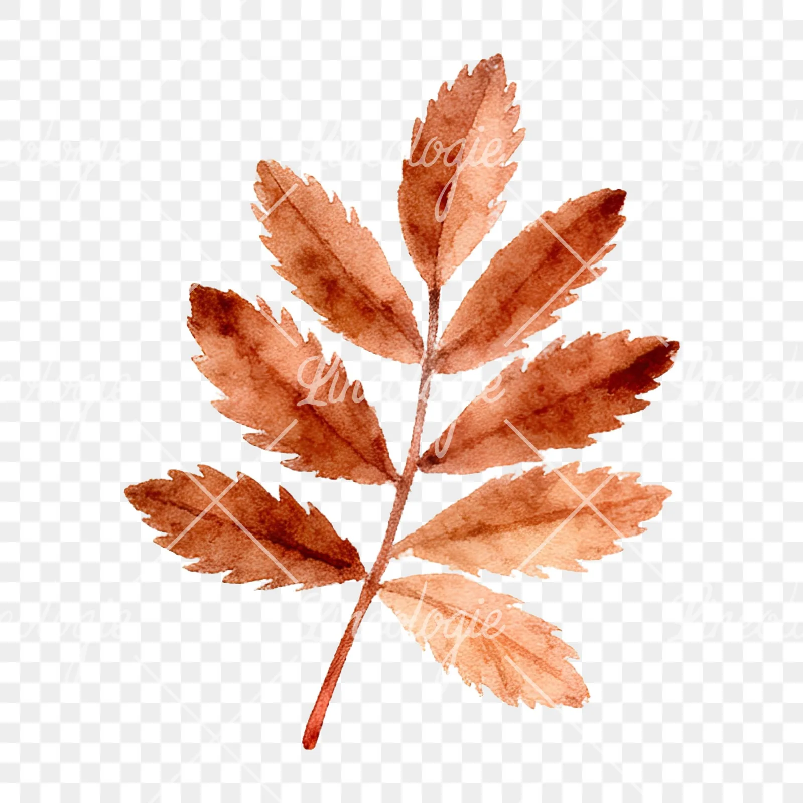 Watercolor autumn leaf with clusters clipart 10 of 16 on a transparent background (PNG)