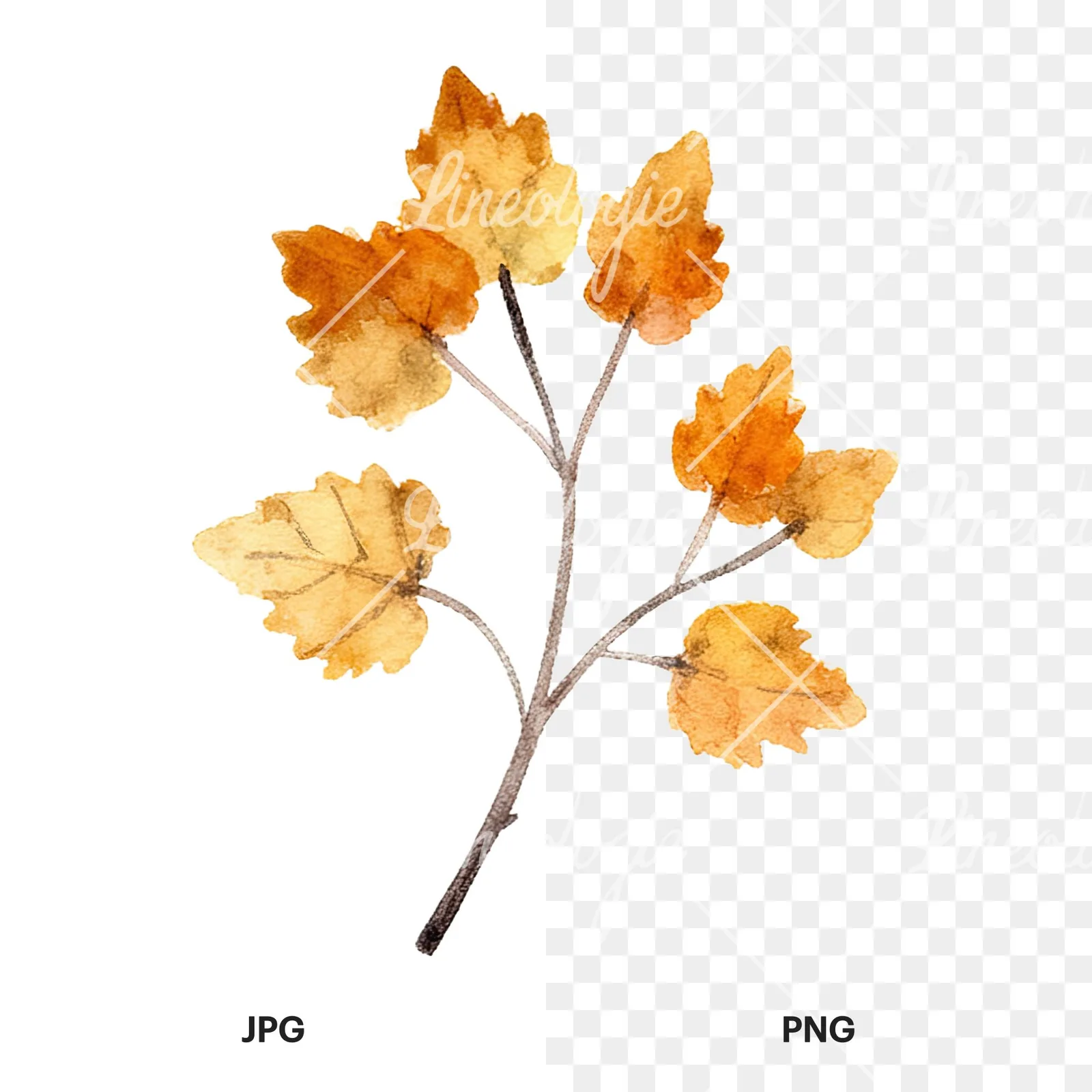 Watercolor autumn leaf with clusters clipart 11 of 16, as a JPG on white and a transparent PNG