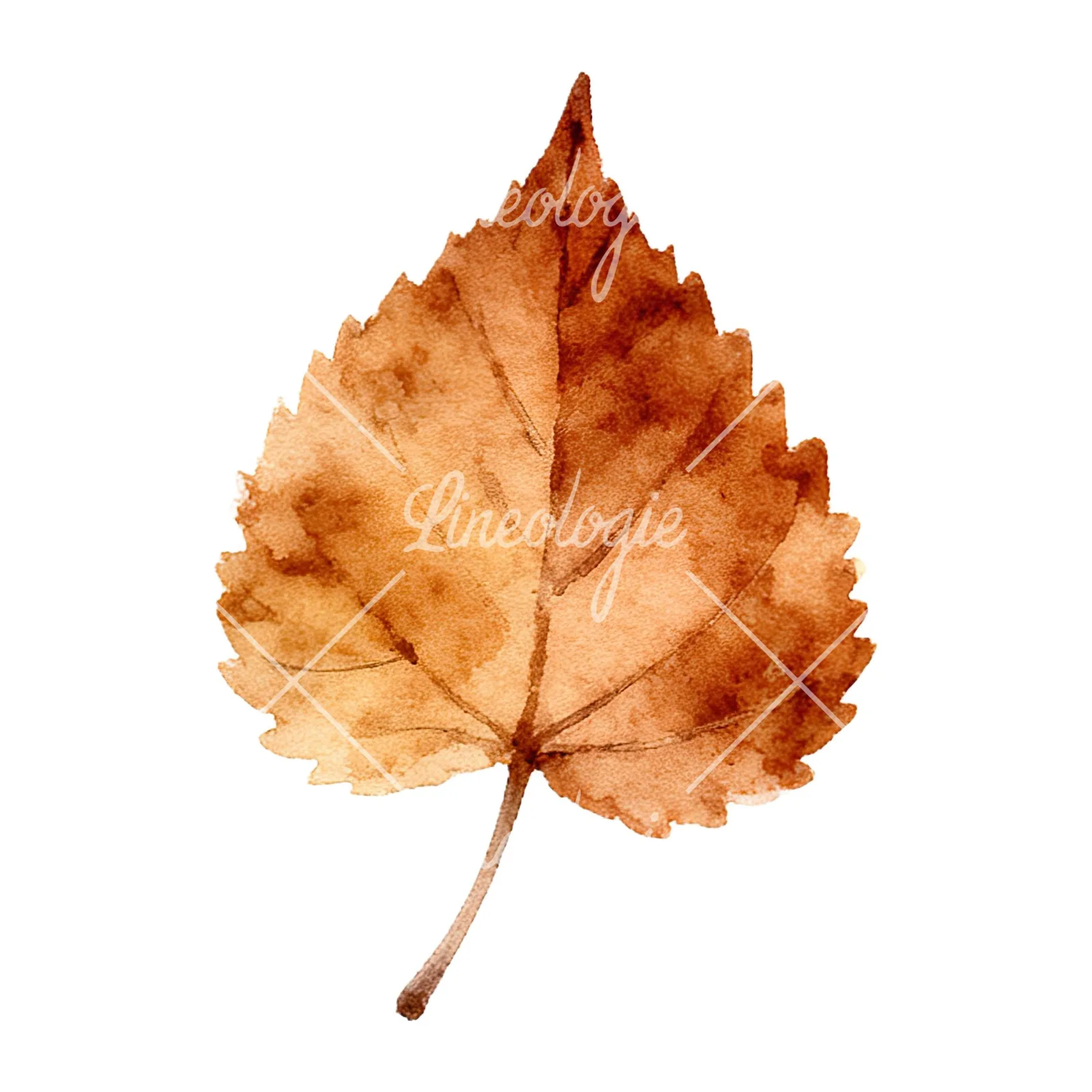 Watercolor autumn leaf with clusters clipart 12 of 16 on a white background (JPG)