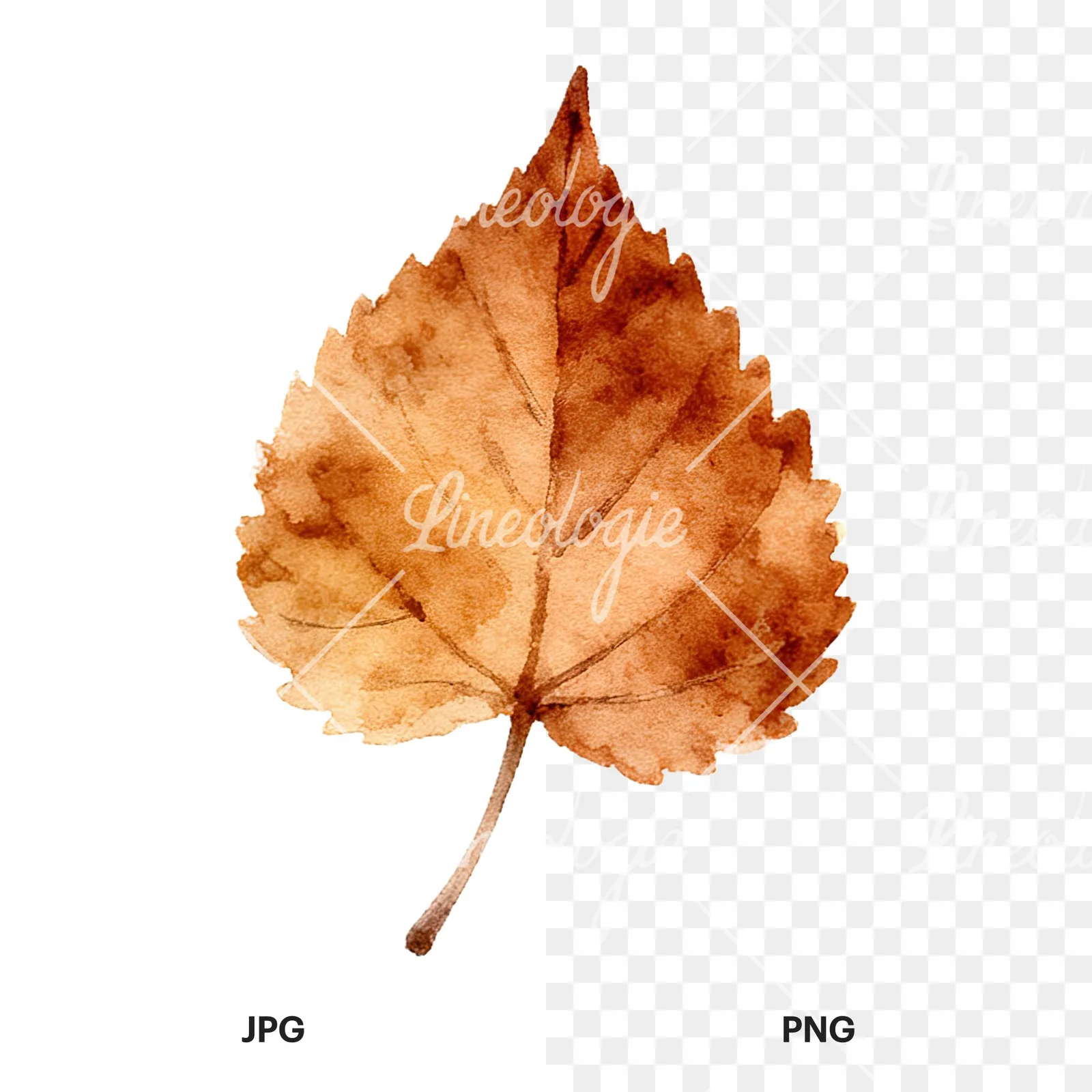 Watercolor autumn leaf with clusters clipart 12 of 16, as a JPG on white and a transparent PNG