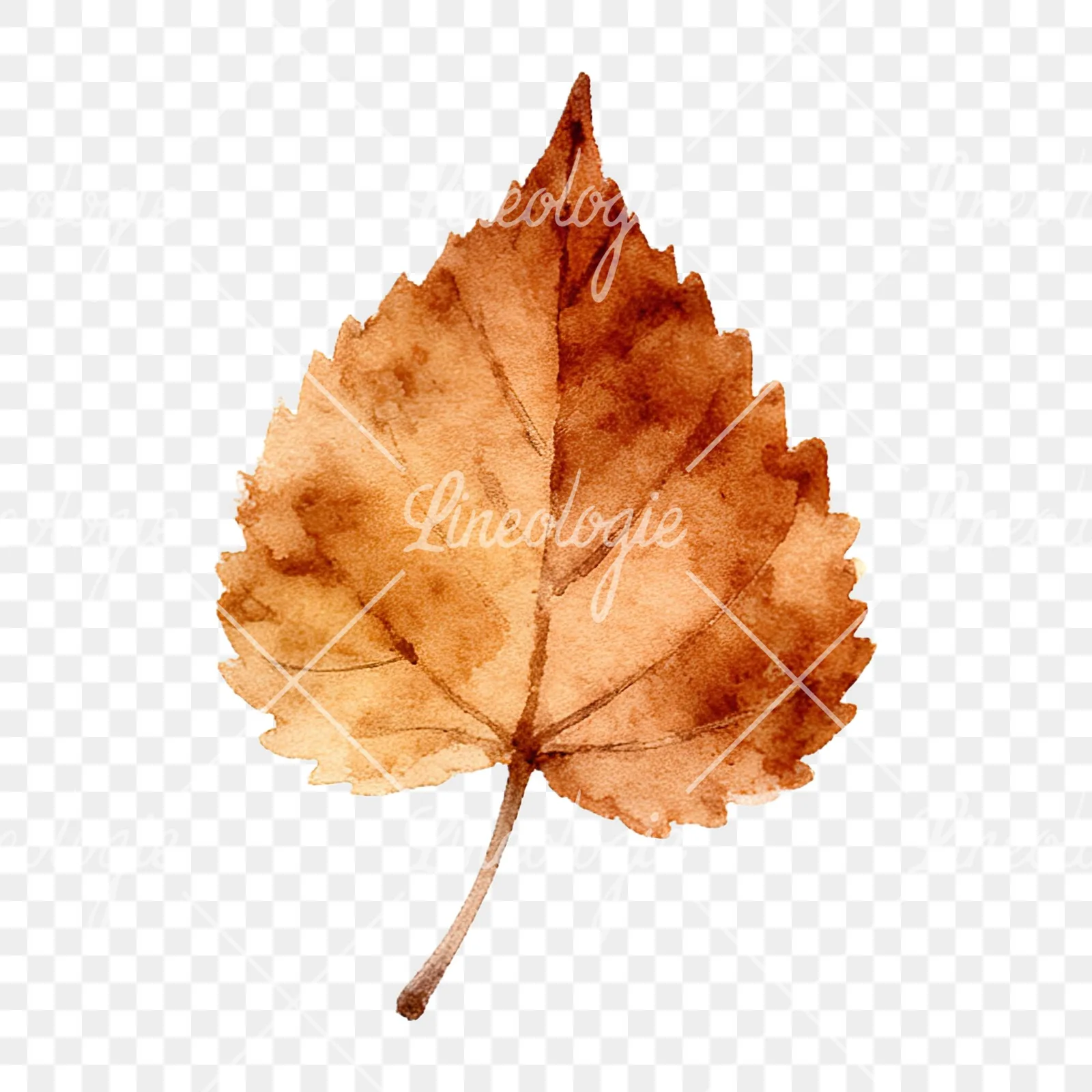 Watercolor autumn leaf with clusters clipart 12 of 16 on a transparent background (PNG)