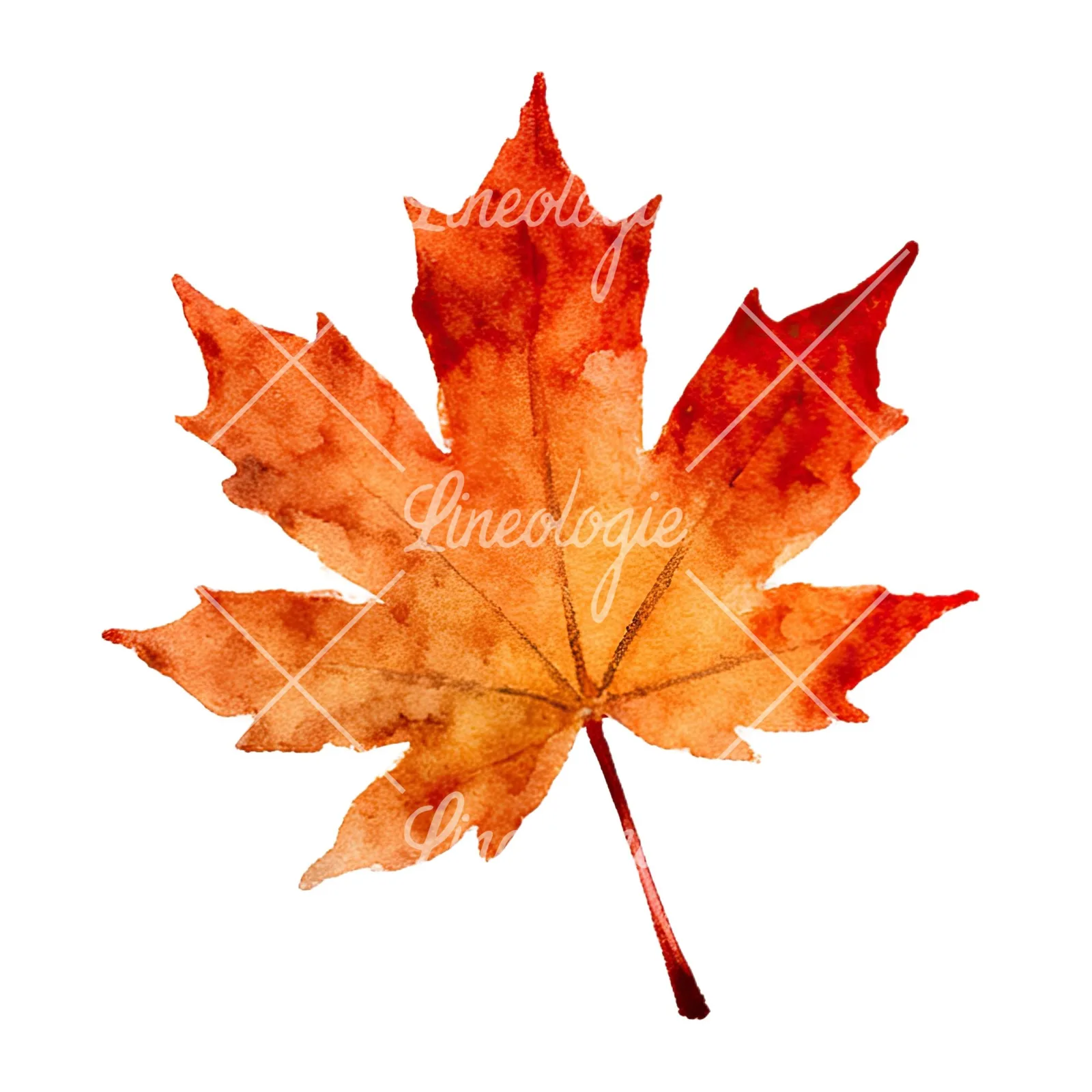 Watercolor autumn leaf with clusters clipart 13 of 16 on a white background (JPG)