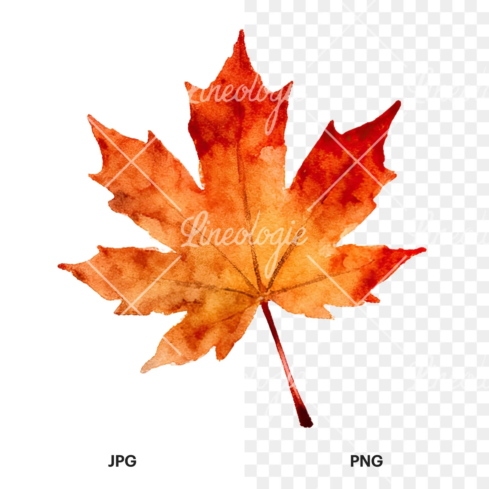 Watercolor autumn leaf with clusters clipart 13 of 16, as a JPG on white and a transparent PNG