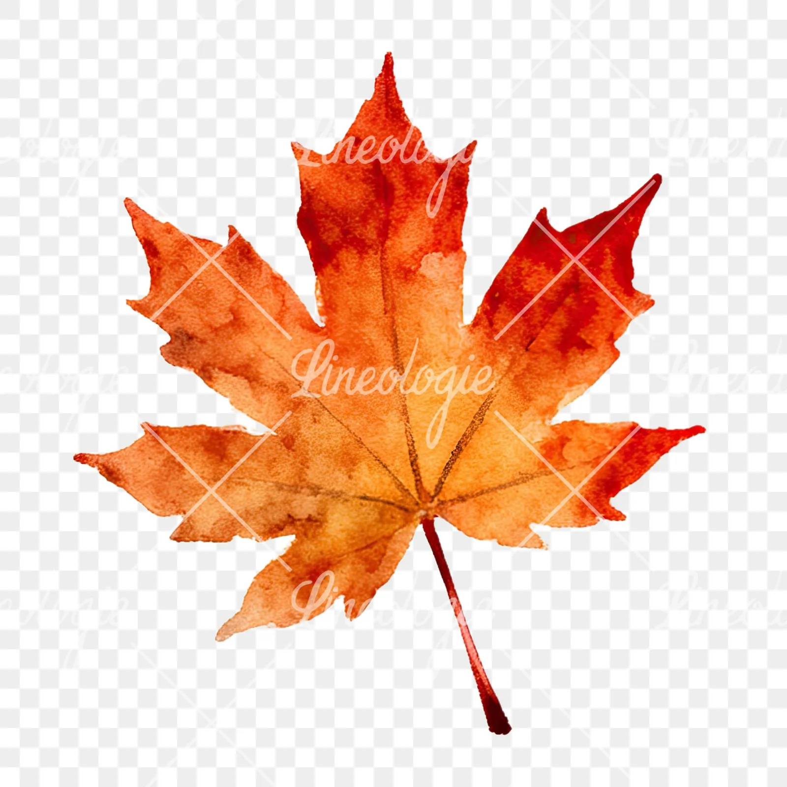 Watercolor autumn leaf with clusters clipart 13 of 16 on a transparent background (PNG)