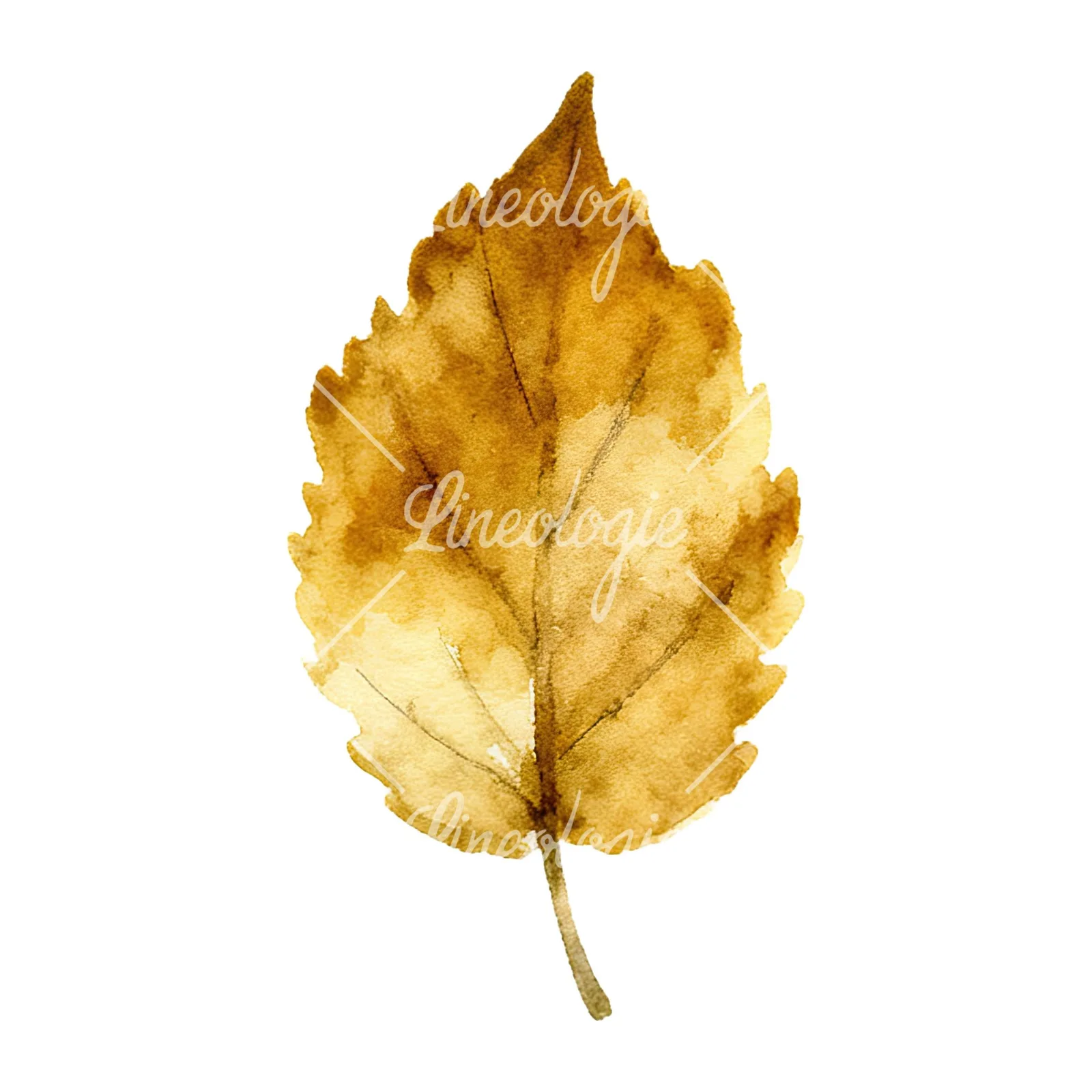 Watercolor autumn leaf with clusters clipart 14 of 16 on a white background (JPG)