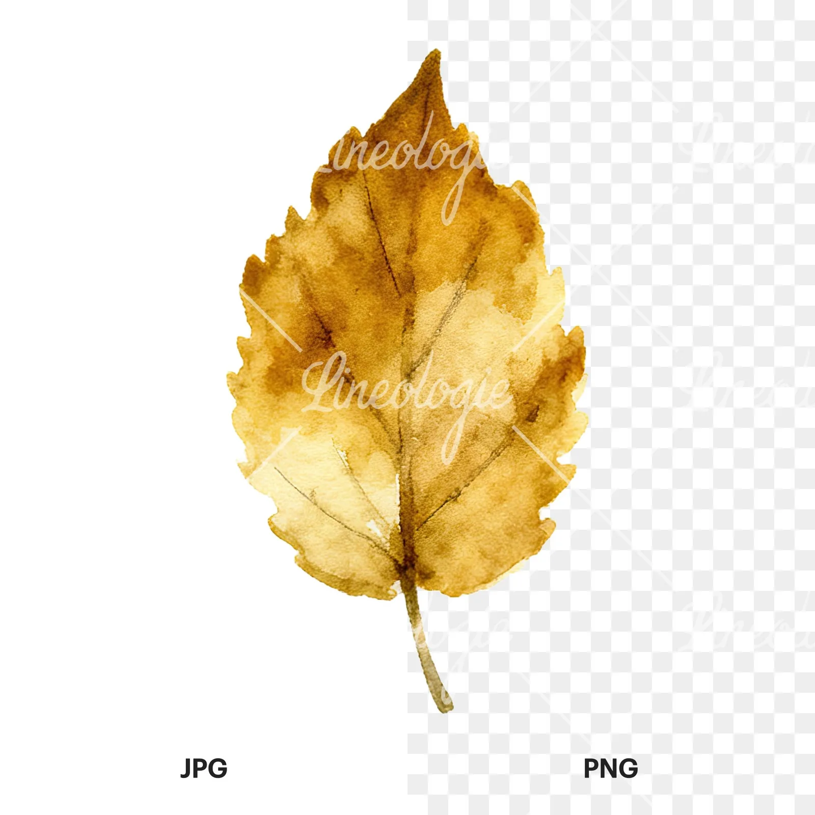 Watercolor autumn leaf with clusters clipart 14 of 16, as a JPG on white and a transparent PNG