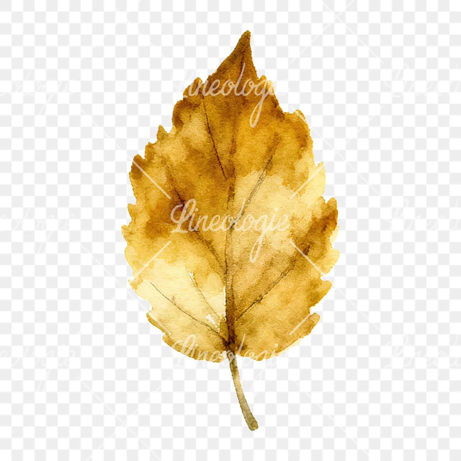 Watercolor autumn leaf with clusters clipart 14 of 16 on a transparent background (PNG)