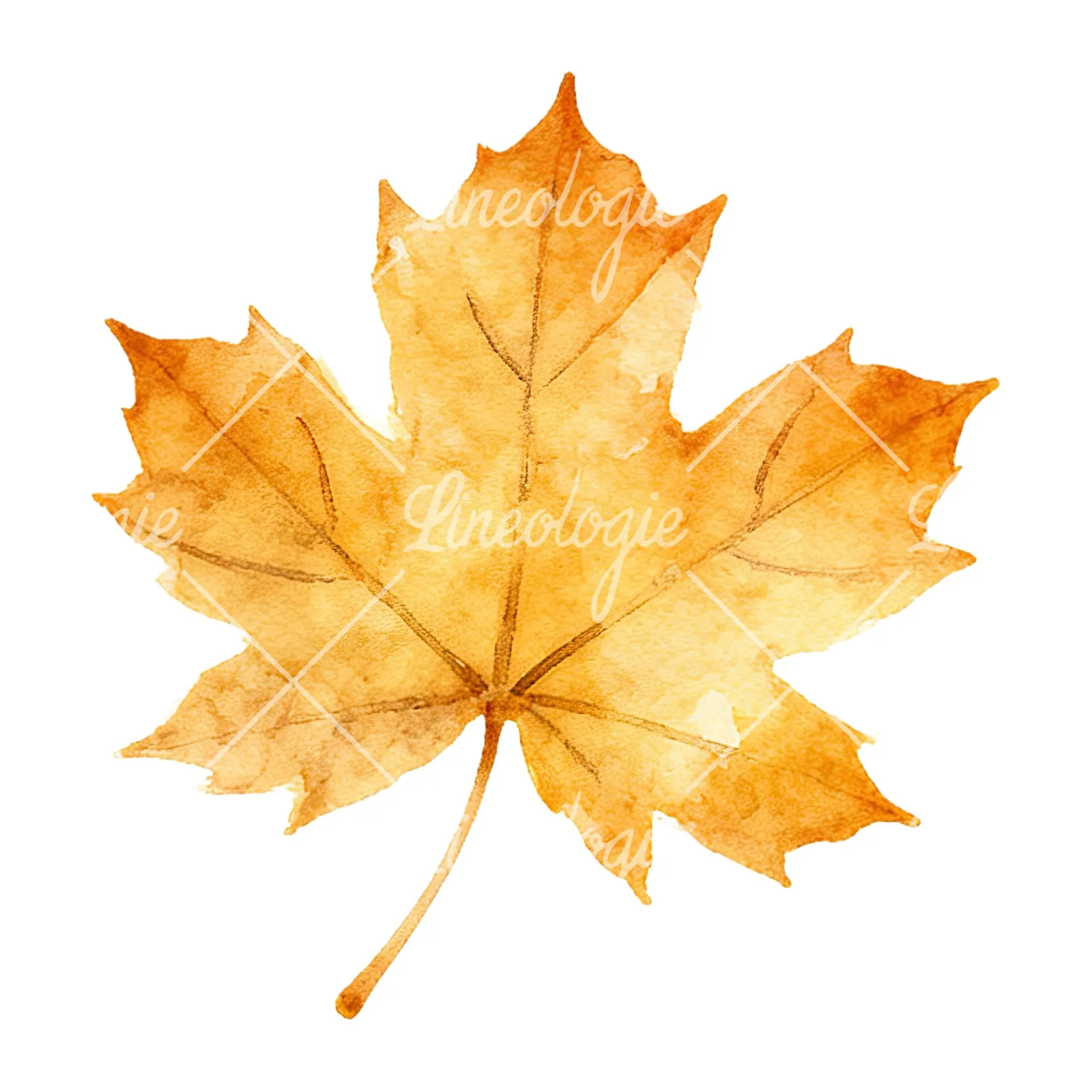 Watercolor autumn leaf with clusters clipart 15 of 16 on a white background (JPG)