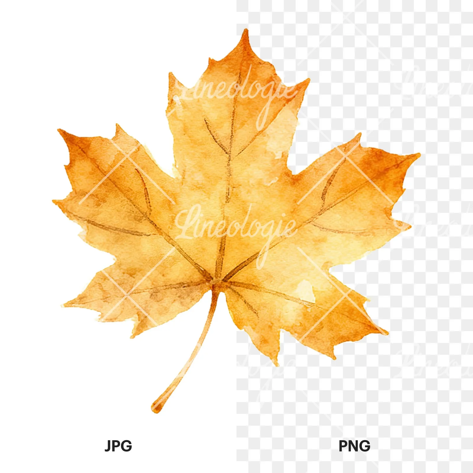 Watercolor autumn leaf with clusters clipart 15 of 16, as a JPG on white and a transparent PNG