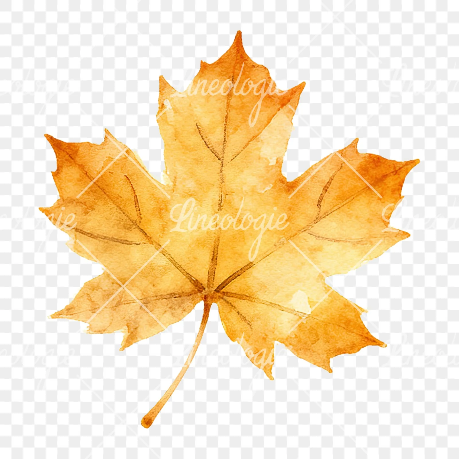 Watercolor autumn leaf with clusters clipart 15 of 16 on a transparent background (PNG)
