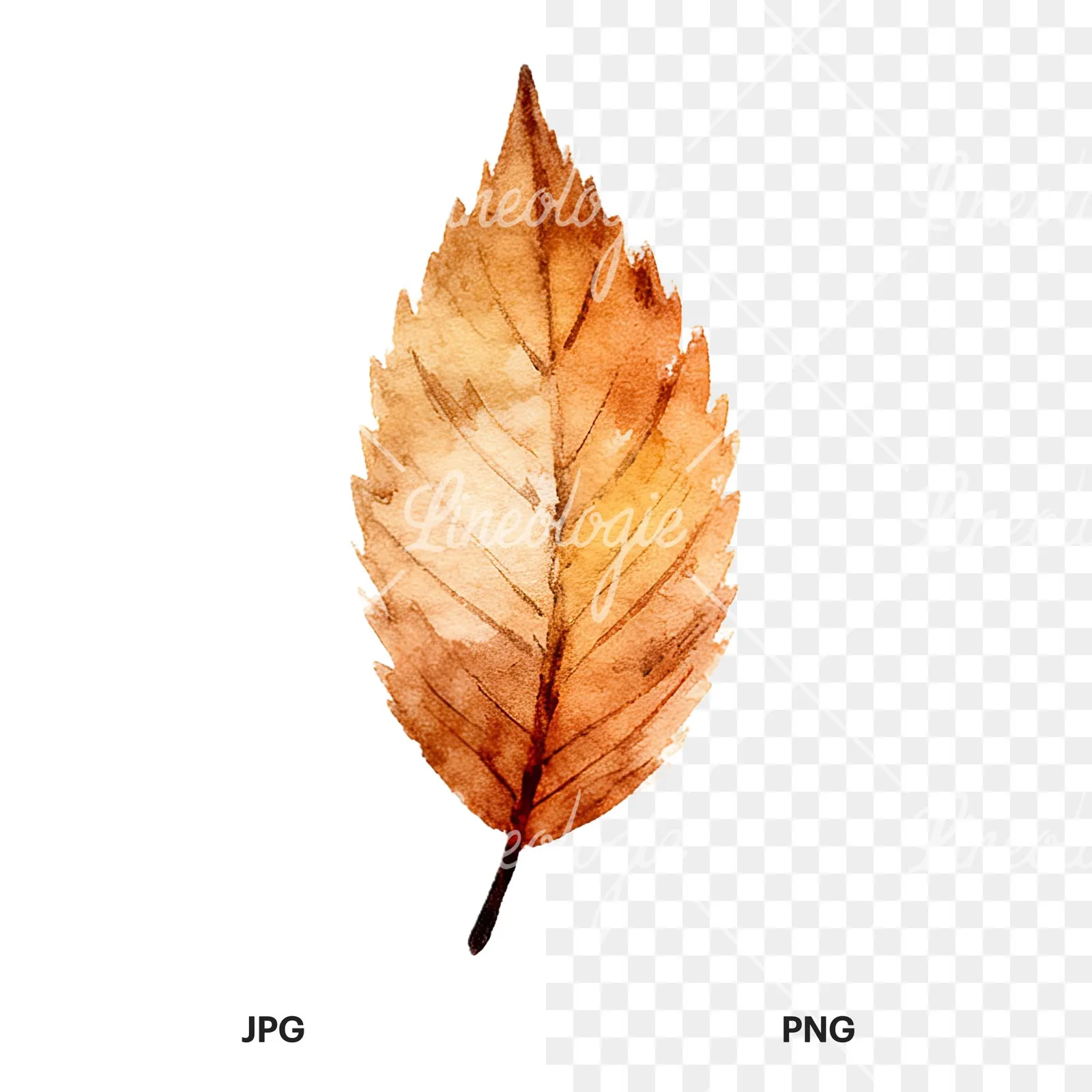 Watercolor autumn leaf with clusters clipart 16 of 16, as a JPG on white and a transparent PNG