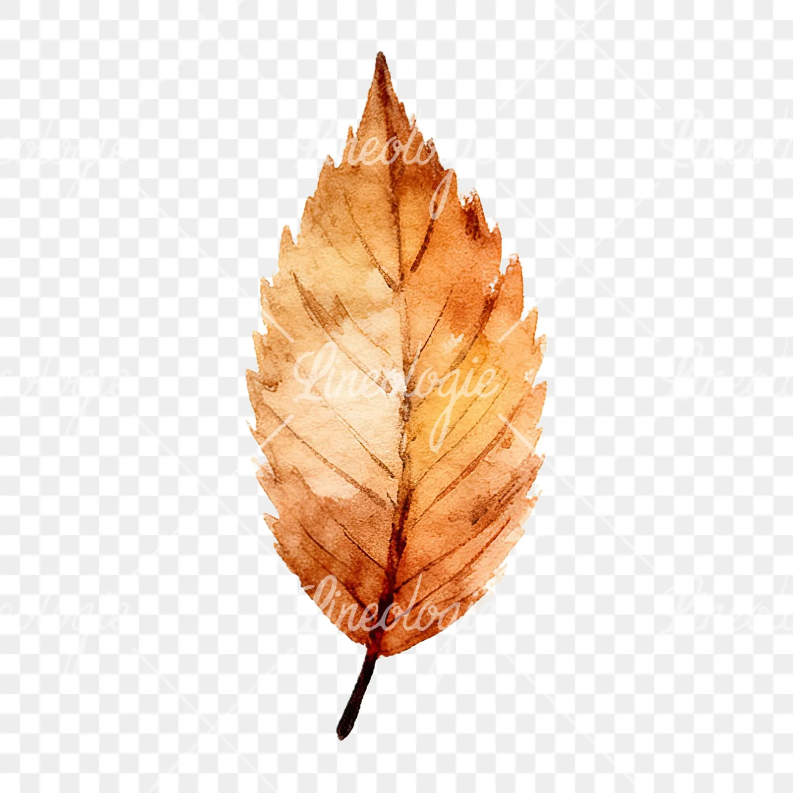 Watercolor autumn leaf with clusters clipart 16 of 16 on a transparent background (PNG)