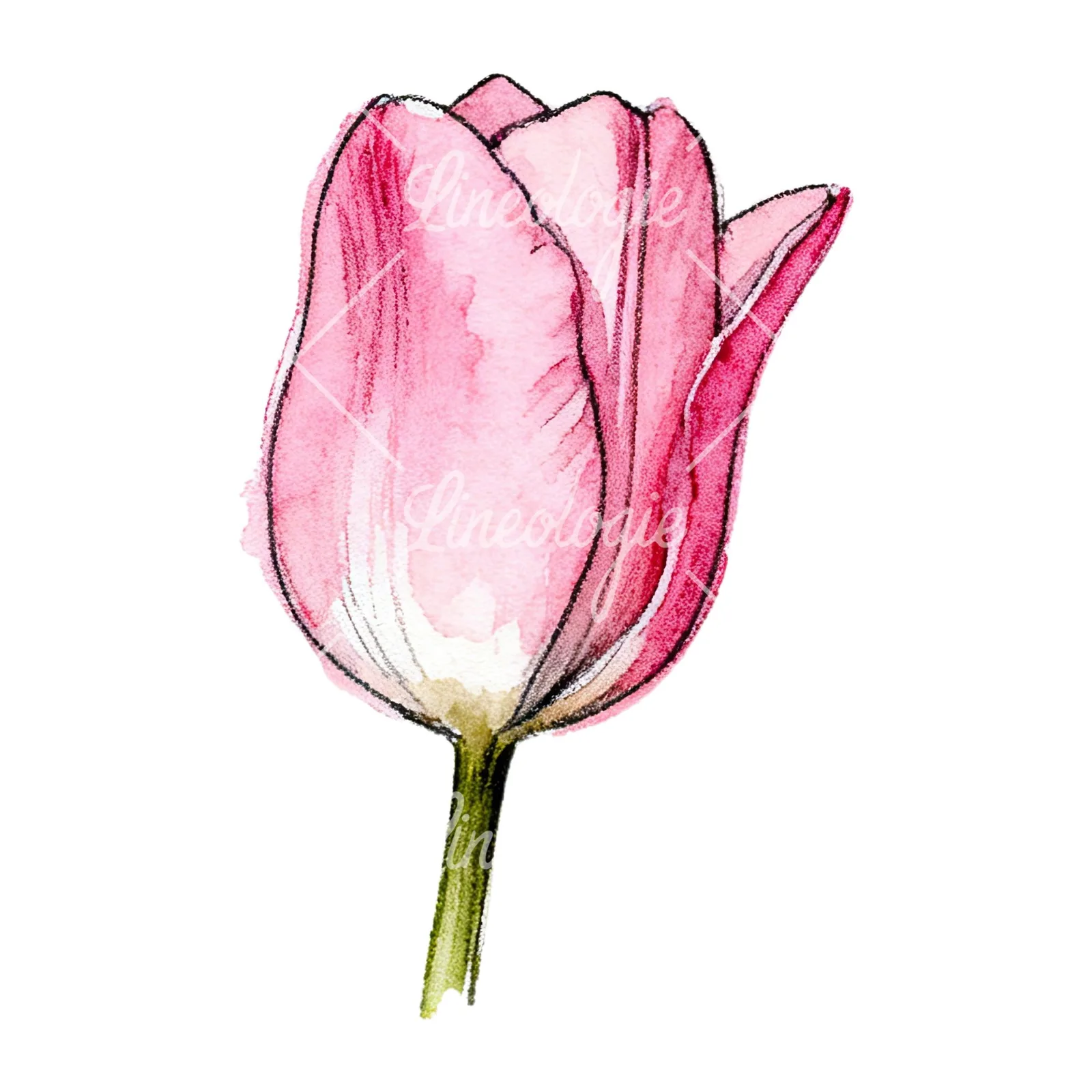 Watercolor pink purple tulip clipart 1 of 16 on a white background (JPG)