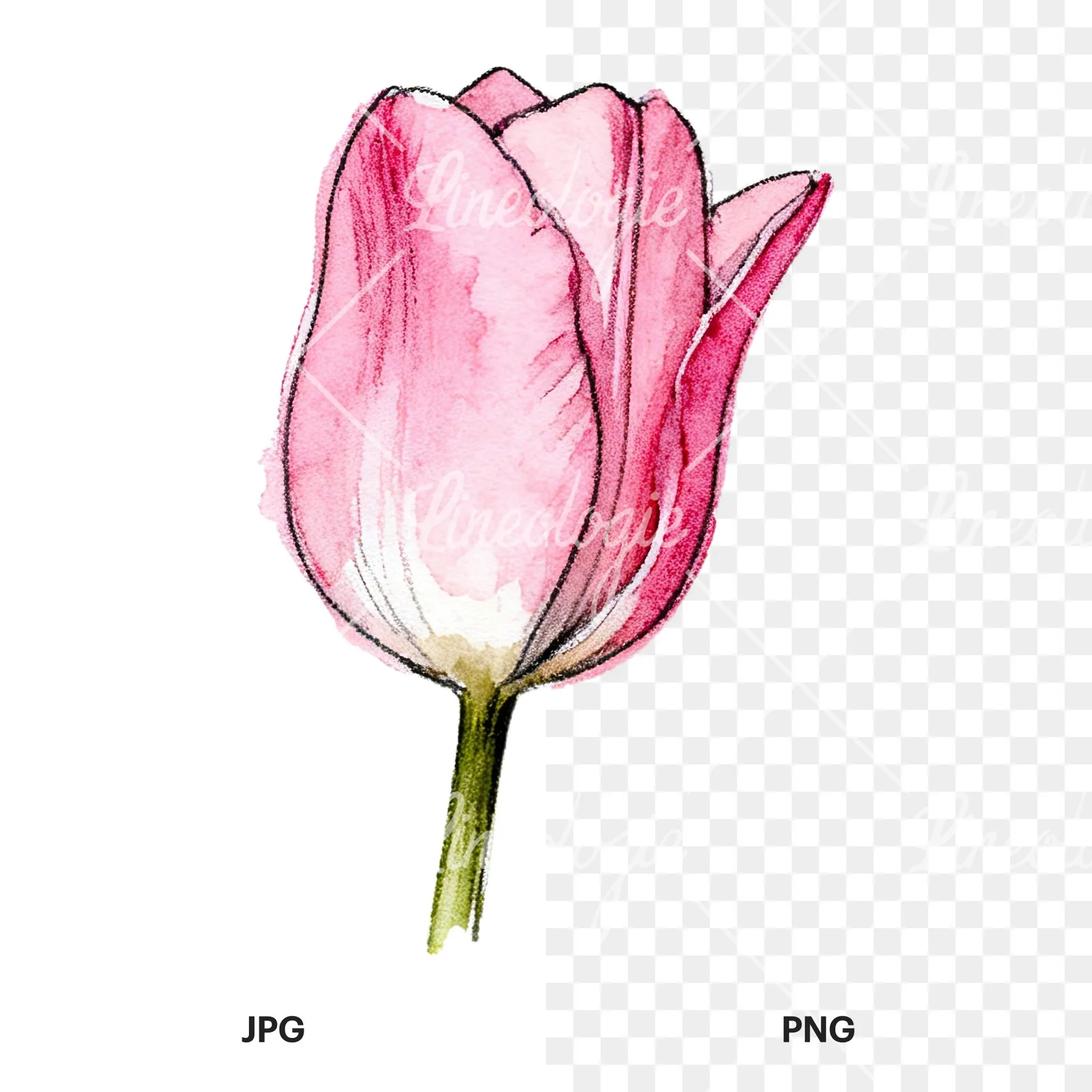 Watercolor pink purple tulip clipart 1 of 16, as a JPG on white and a transparent PNG