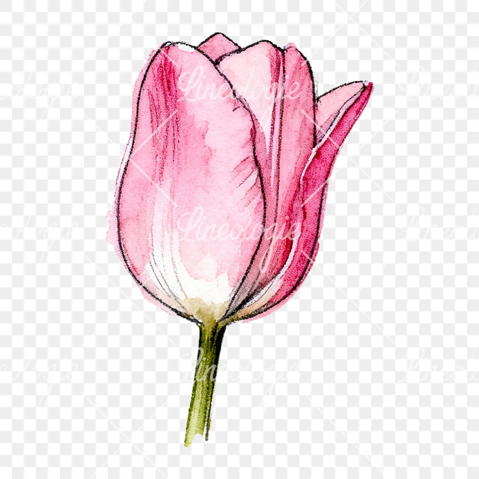 Watercolor pink purple tulip clipart 1 of 16 on a transparent background (PNG)