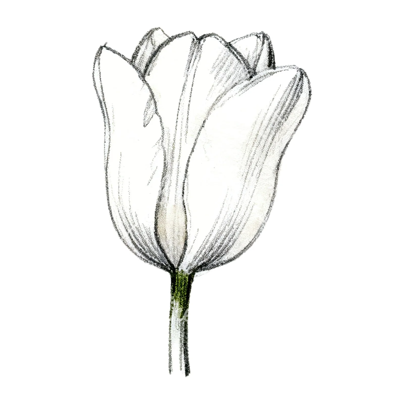 Watercolor pink purple tulip clipart 2 of 16 on a white background (JPG)