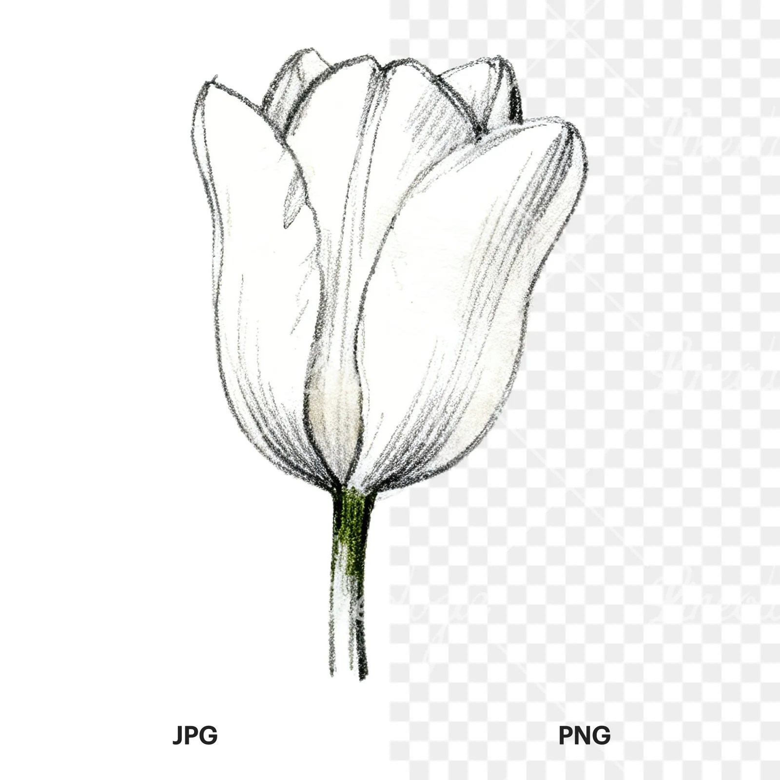 Watercolor pink purple tulip clipart 2 of 16, as a JPG on white and a transparent PNG
