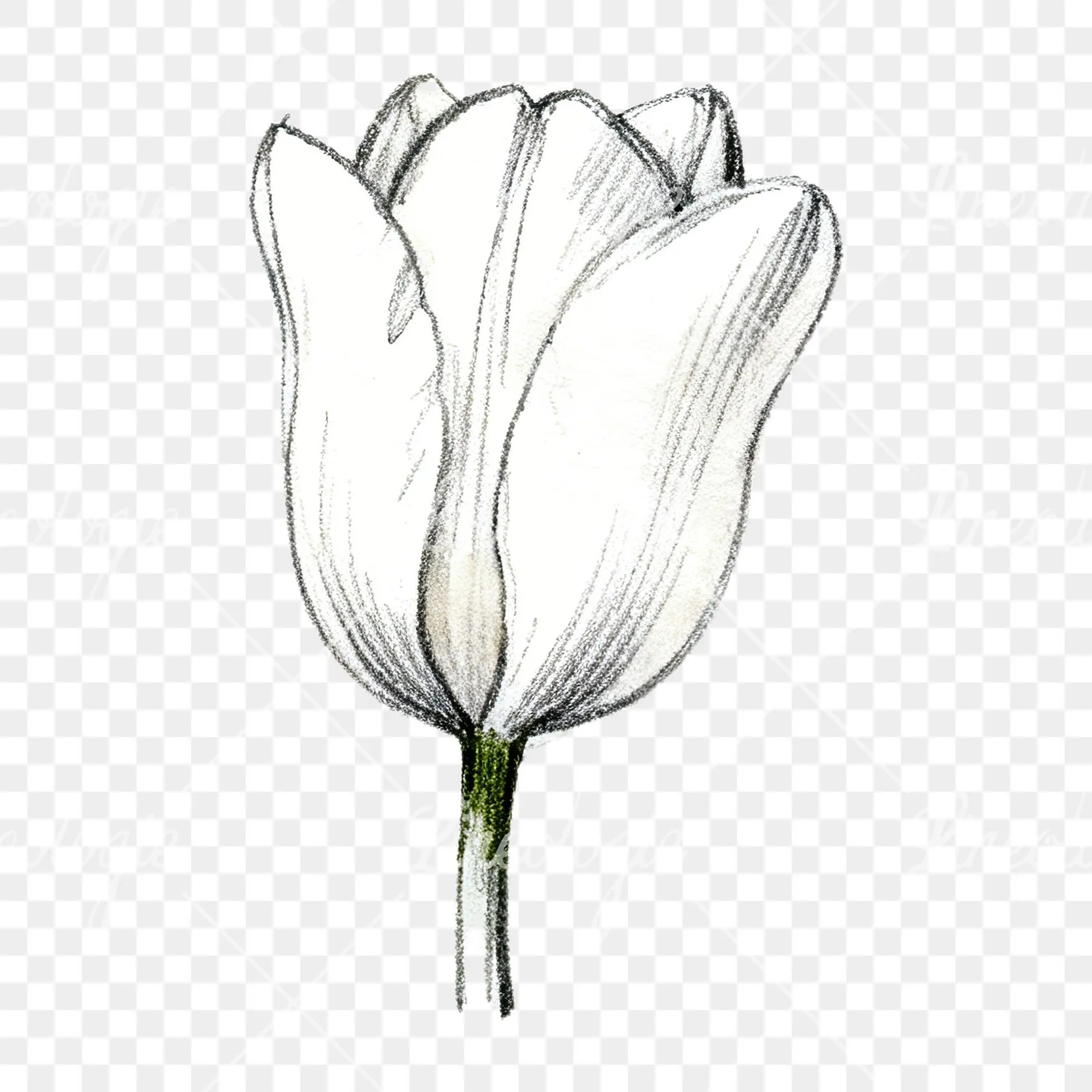 Watercolor pink purple tulip clipart 2 of 16 on a transparent background (PNG)