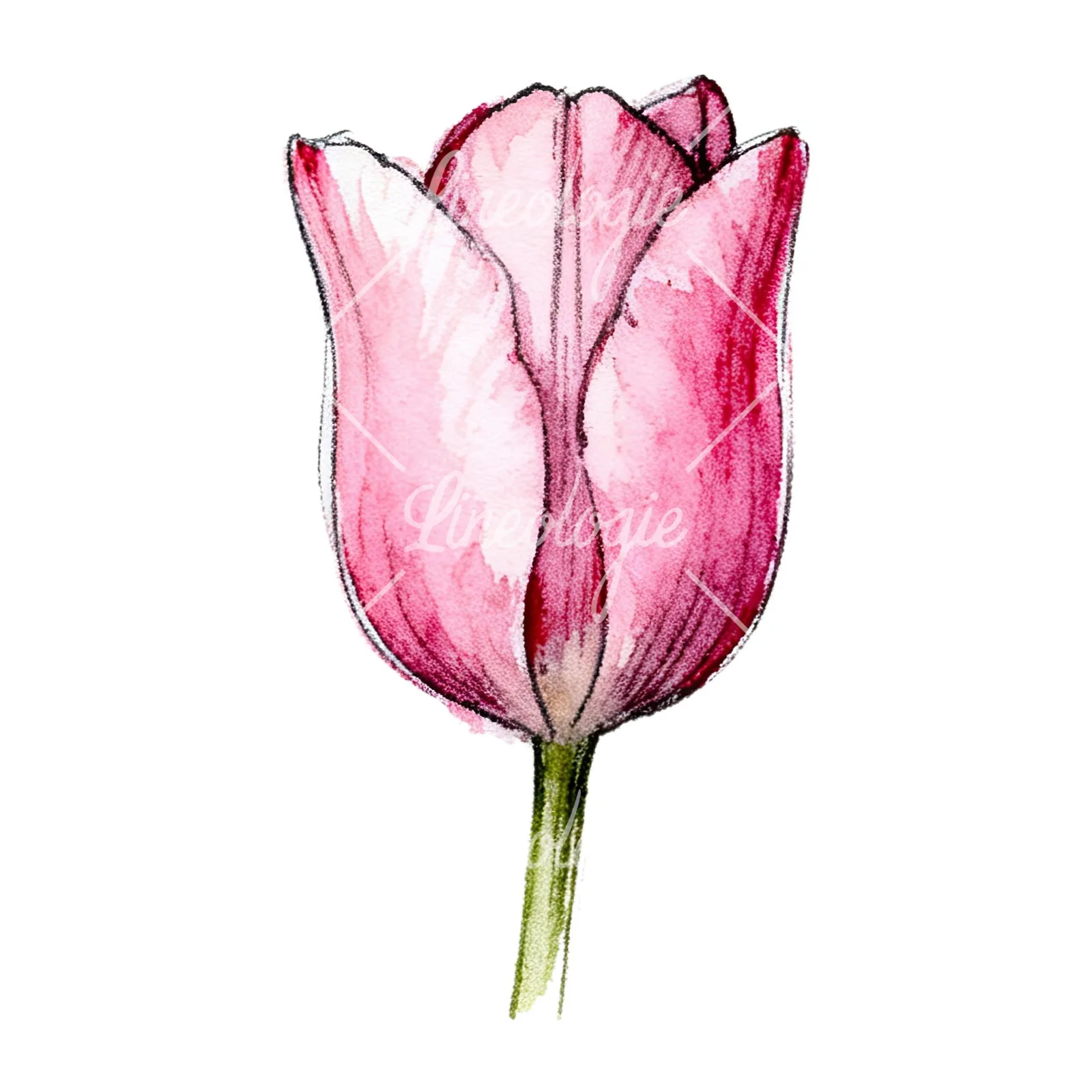 Watercolor pink purple tulip clipart 3 of 16 on a white background (JPG)