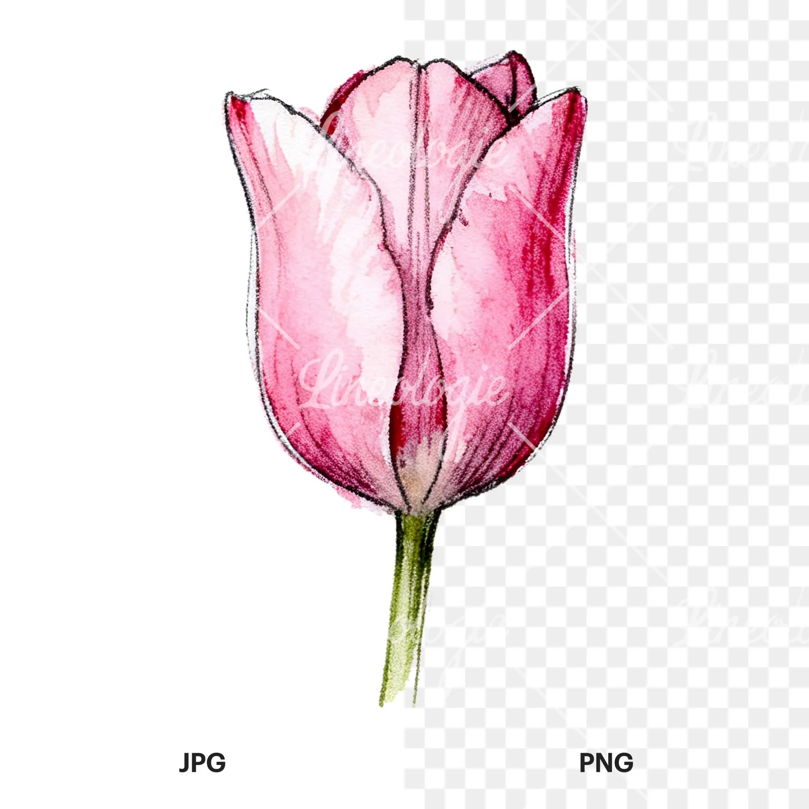 Watercolor pink purple tulip clipart 3 of 16, as a JPG on white and a transparent PNG