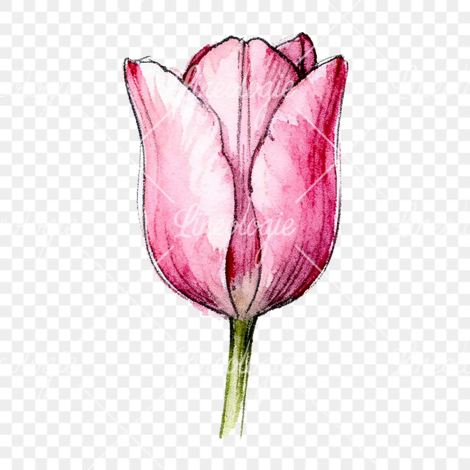 Watercolor pink purple tulip clipart 3 of 16 on a transparent background (PNG)