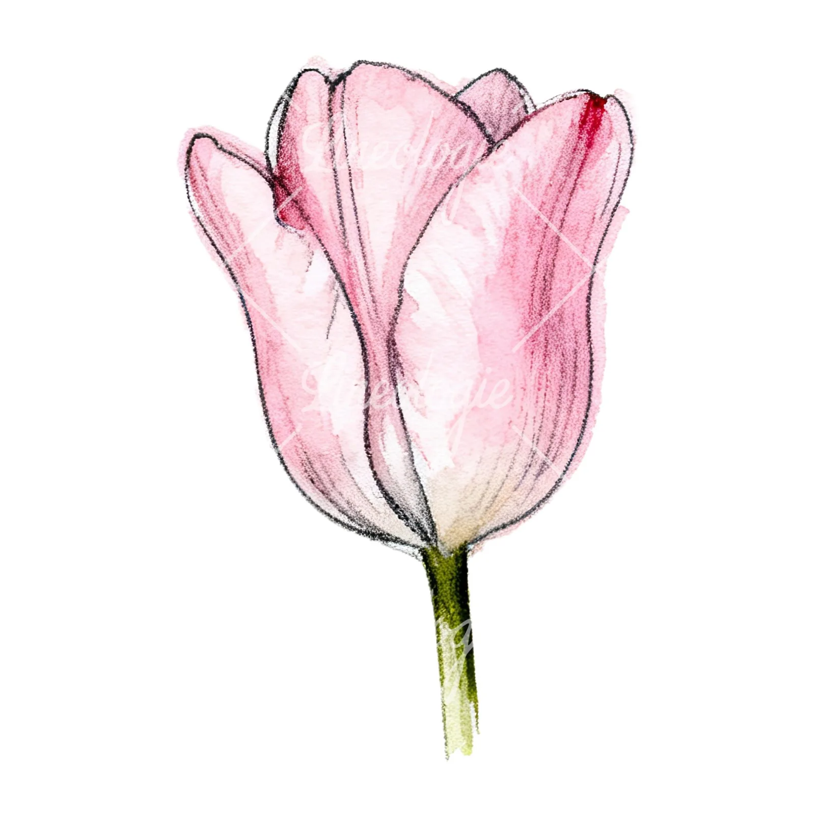 Watercolor pink purple tulip clipart 4 of 16 on a white background (JPG)