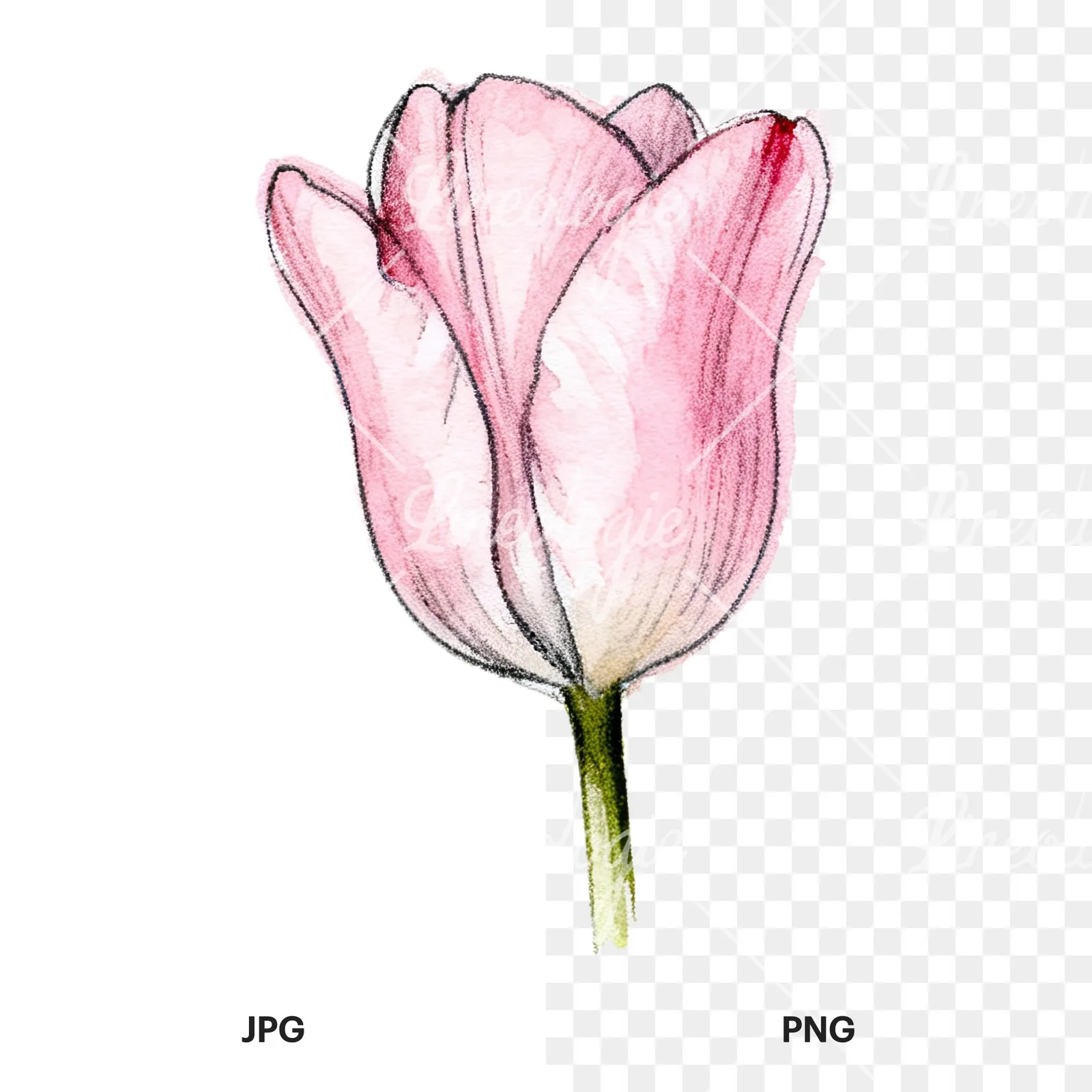 Watercolor pink purple tulip clipart 4 of 16, as a JPG on white and a transparent PNG