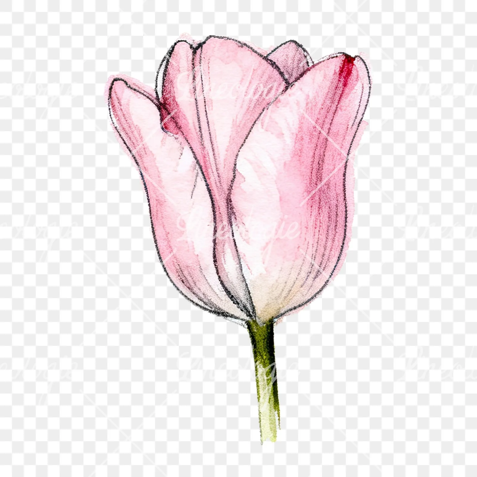 Watercolor pink purple tulip clipart 4 of 16 on a transparent background (PNG)