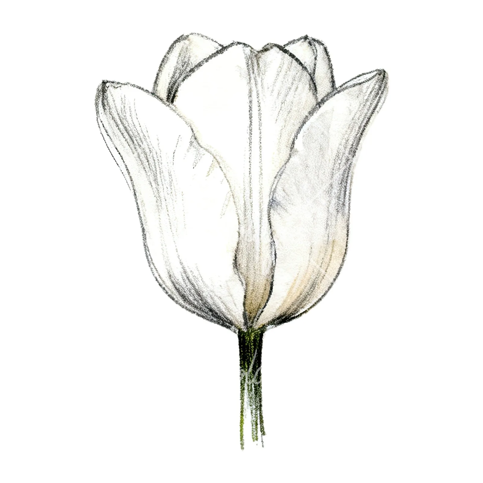 Watercolor pink purple tulip clipart 5 of 16 on a white background (JPG)