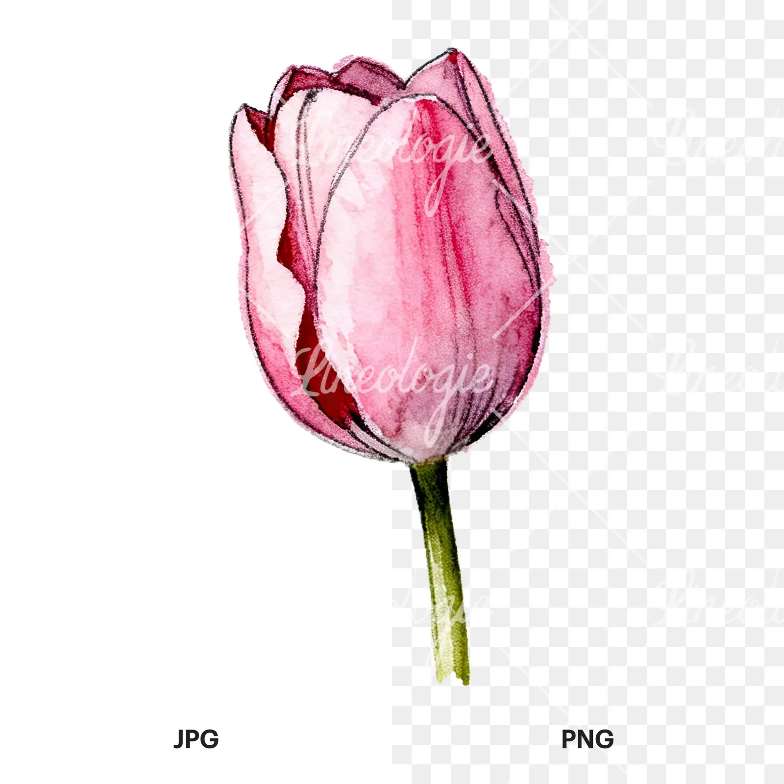 Watercolor pink purple tulip clipart 6 of 16, as a JPG on white and a transparent PNG
