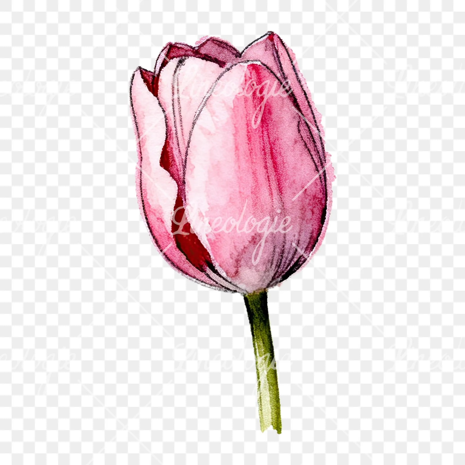 Watercolor pink purple tulip clipart 6 of 16 on a transparent background (PNG)