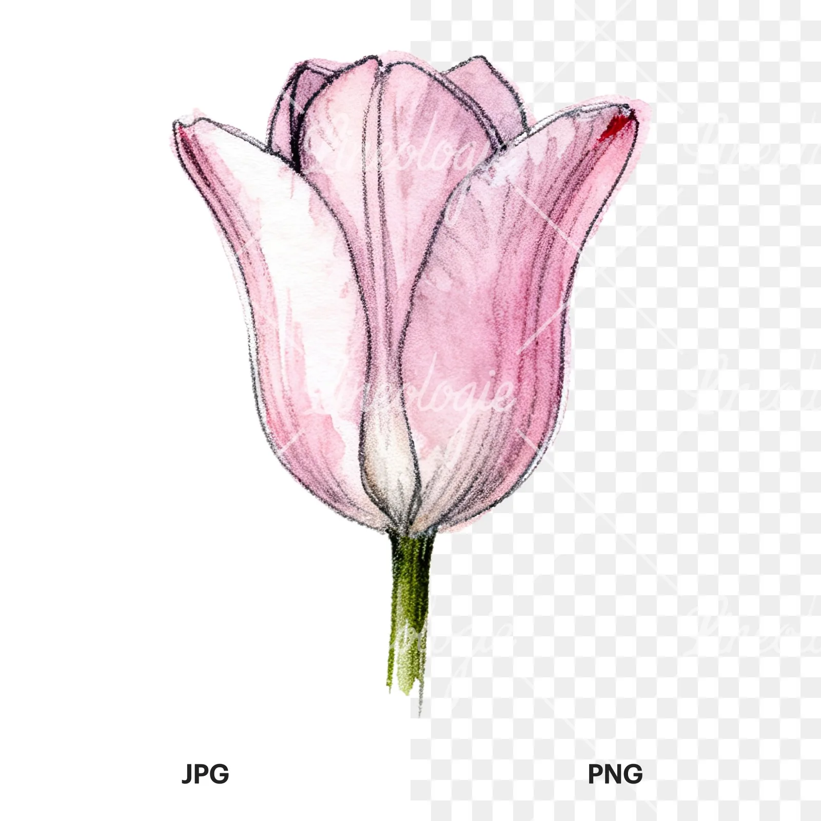 Watercolor pink purple tulip clipart 7 of 16, as a JPG on white and a transparent PNG