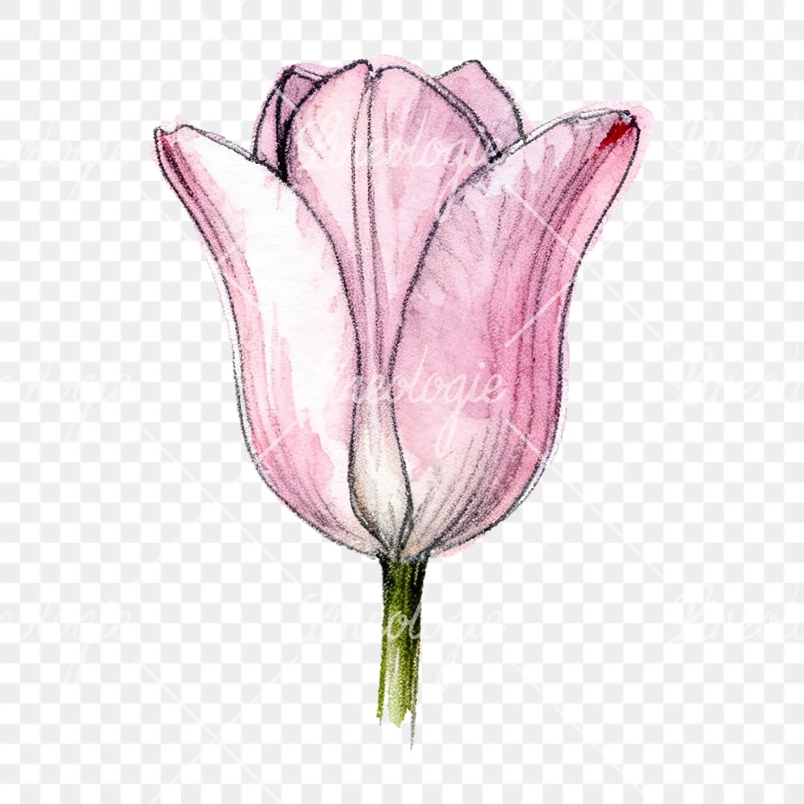 Watercolor pink purple tulip clipart 7 of 16 on a transparent background (PNG)
