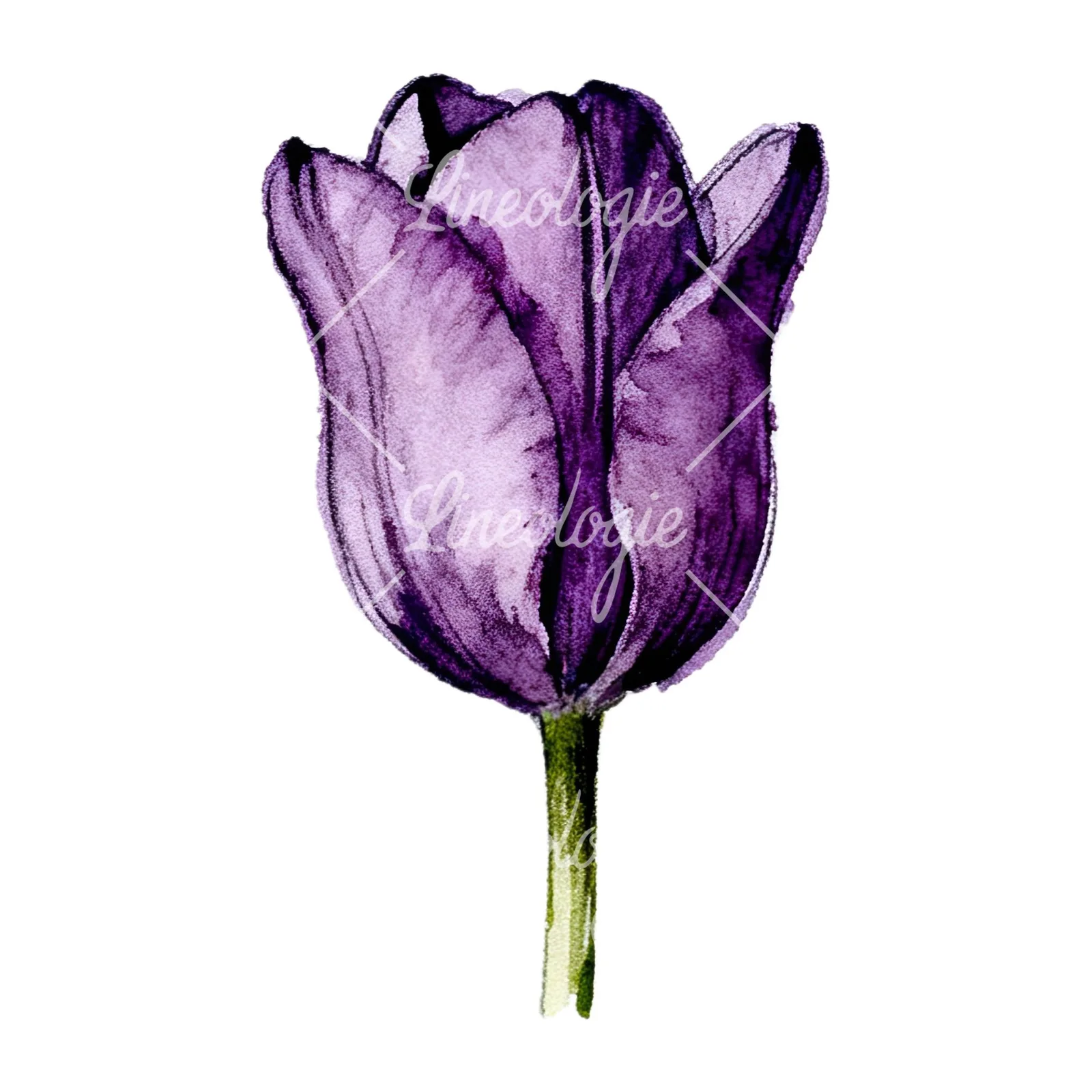 Watercolor pink purple tulip clipart 8 of 16 on a white background (JPG)