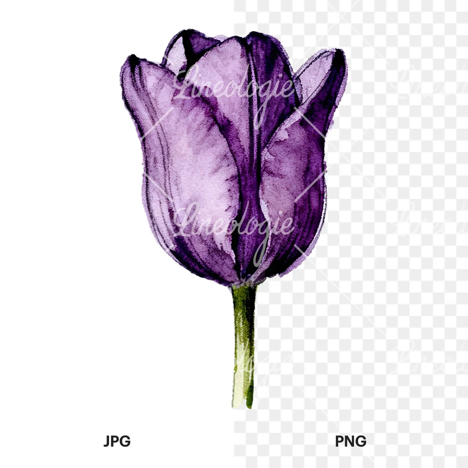 Watercolor pink purple tulip clipart 8 of 16, as a JPG on white and a transparent PNG