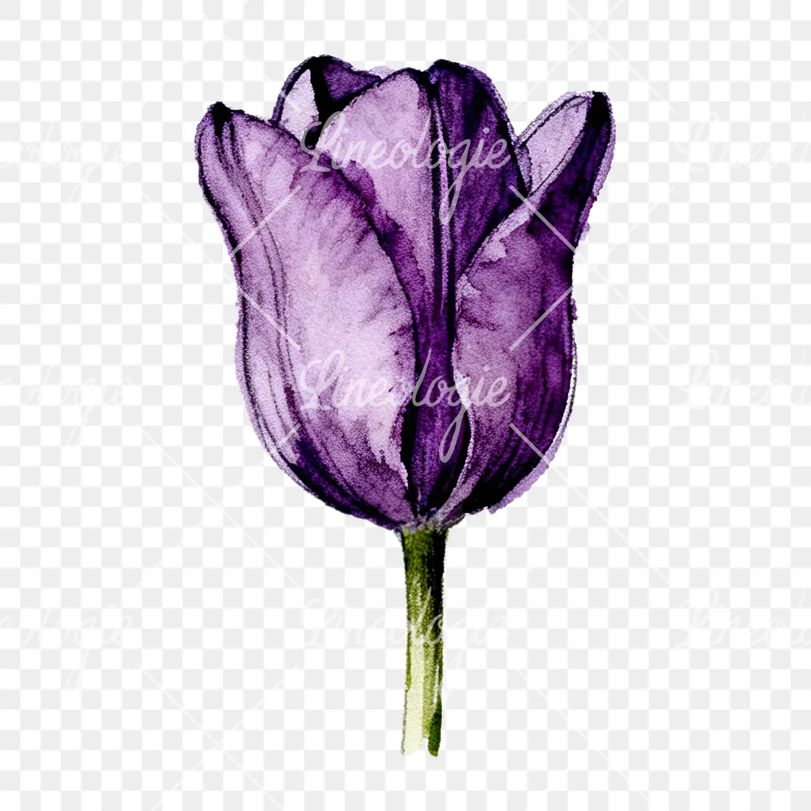 Watercolor pink purple tulip clipart 8 of 16 on a transparent background (PNG)